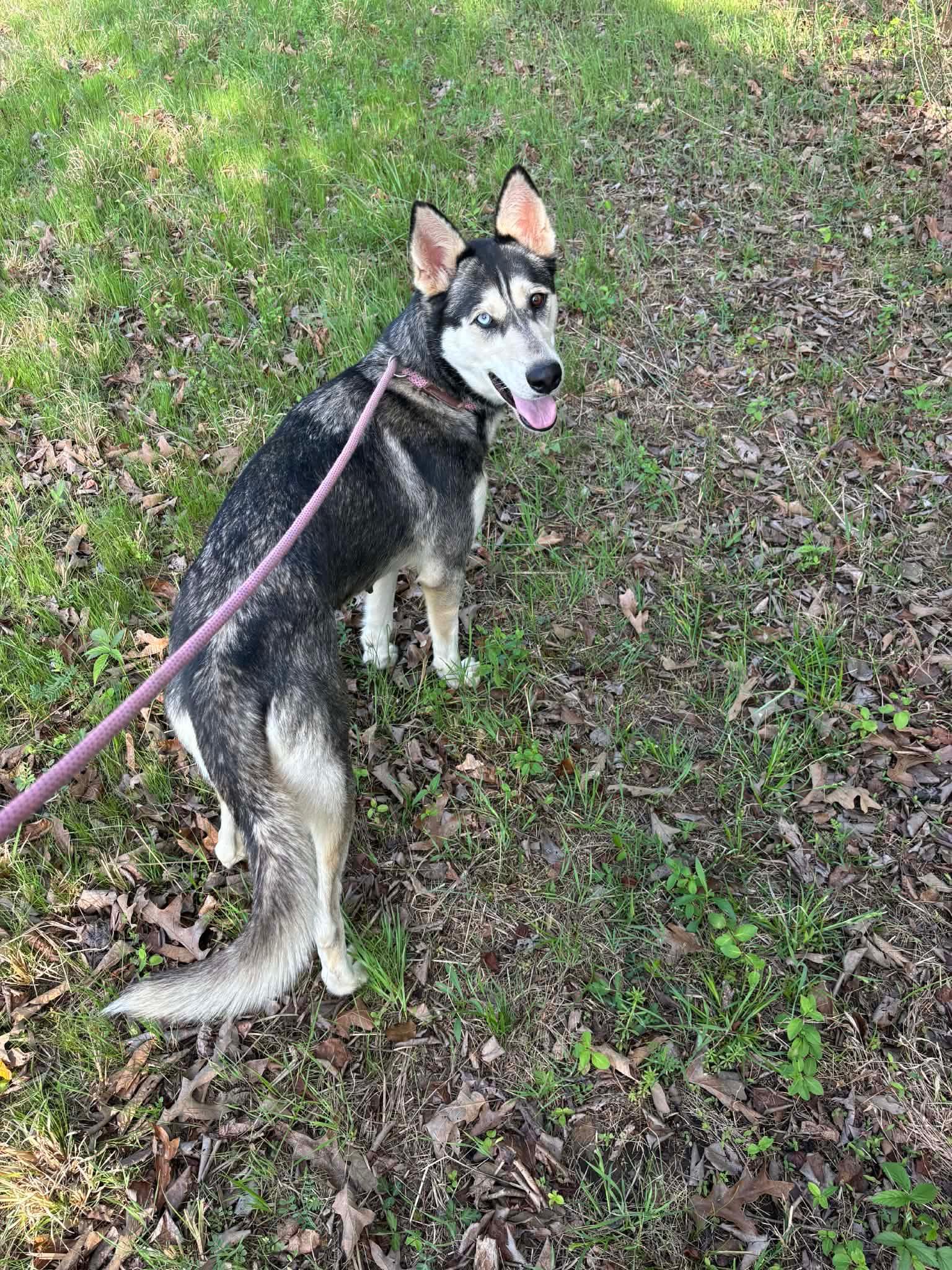 Enlarge Emmie , an adopted Husky in Watertown, CT image 3/5