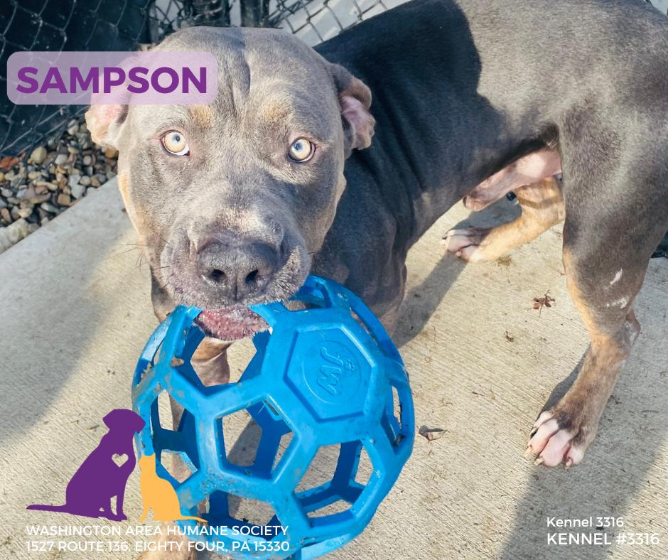 Sampson, ADOPTABLE, Adult Male Mastiff.
