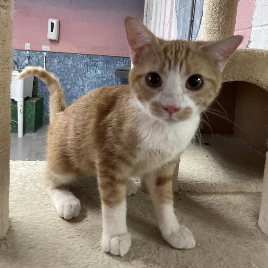 Enlarge Buttercup, a Adoptable Domestic Short Hair in Laredo, TX image 1/2