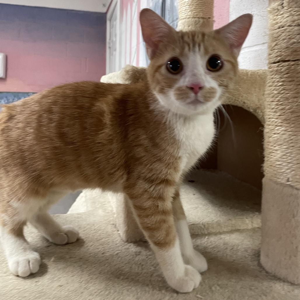 Enlarge Buttercup, a Adoptable Domestic Short Hair in Laredo, TX image 2/2