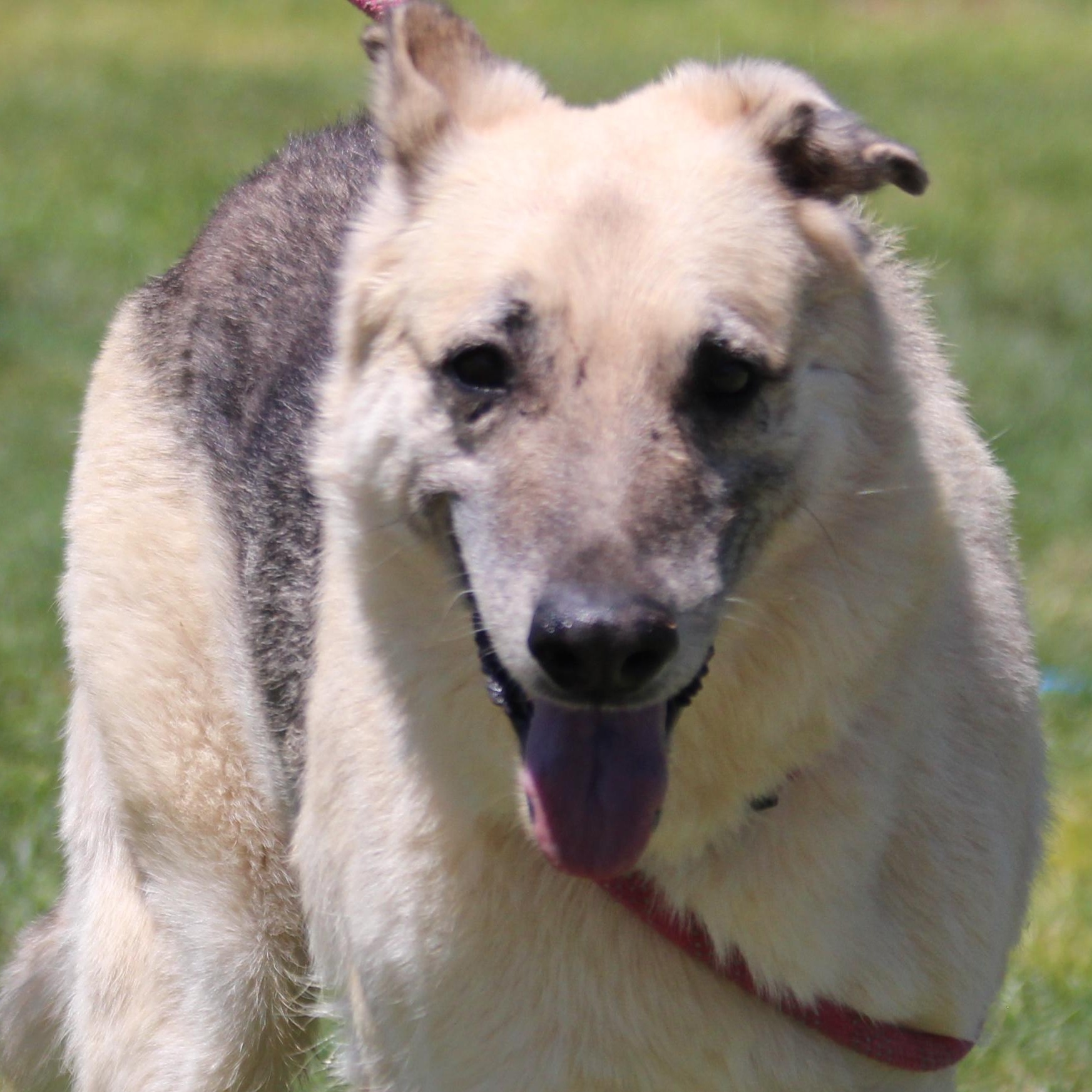 PROSPECTOR, Adoptable, Adult Male German Shepherd Dog.