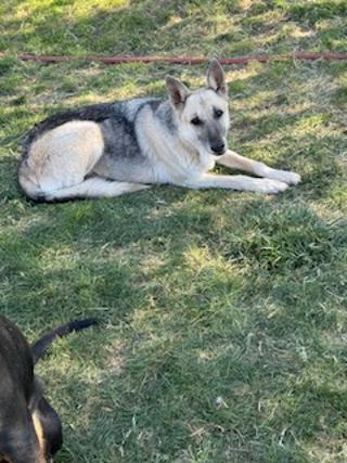 Enlarge PROSPECTOR, a Adoptable German Shepherd Dog in Pearce, AZ image 6/6