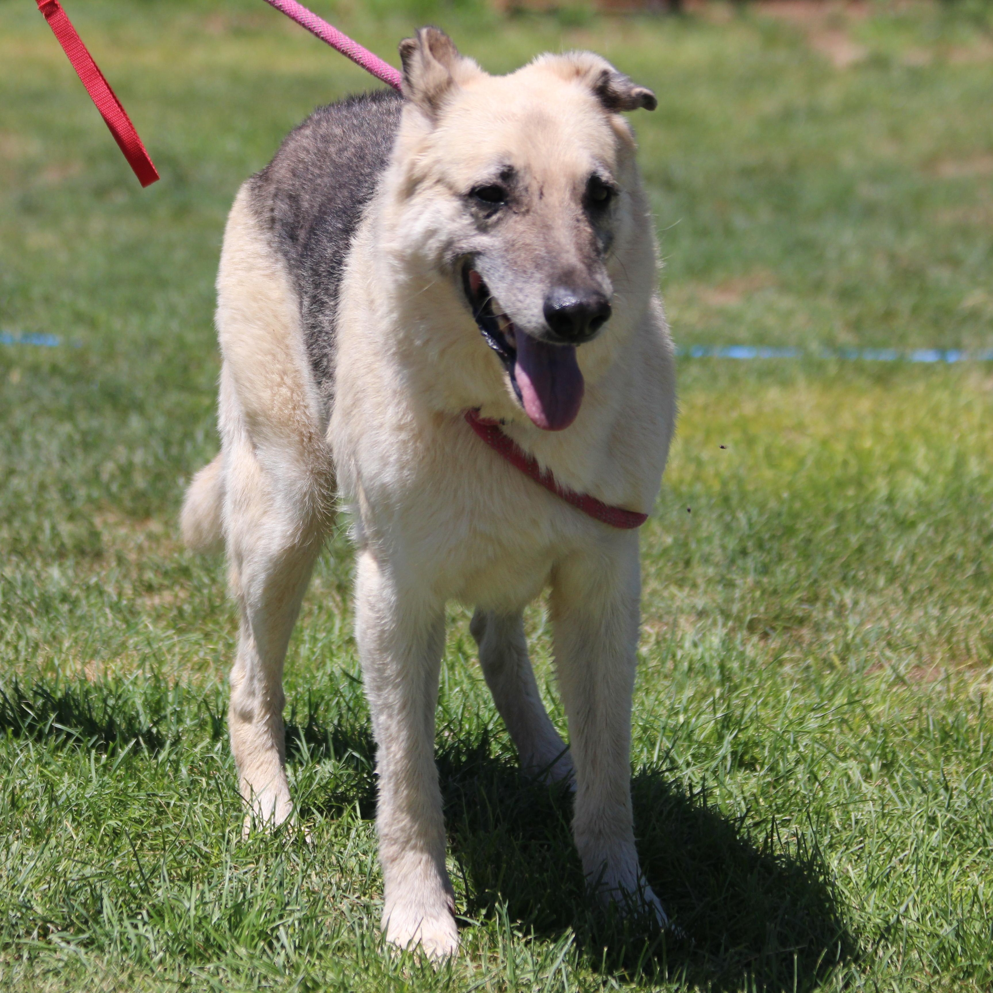 Enlarge PROSPECTOR, a Adoptable German Shepherd Dog in Pearce, AZ image 3/6