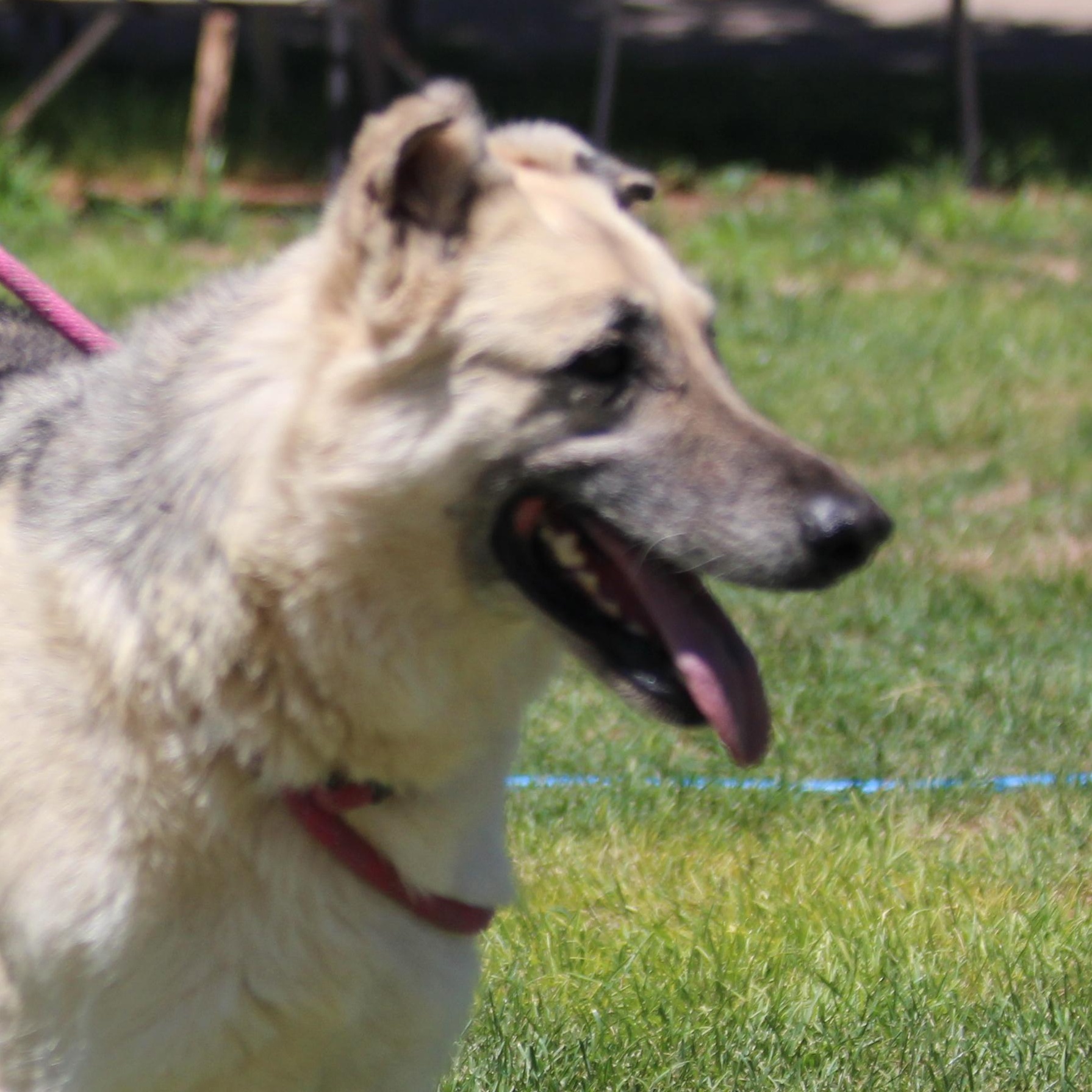 Enlarge PROSPECTOR, a Adoptable German Shepherd Dog in Pearce, AZ image 2/6