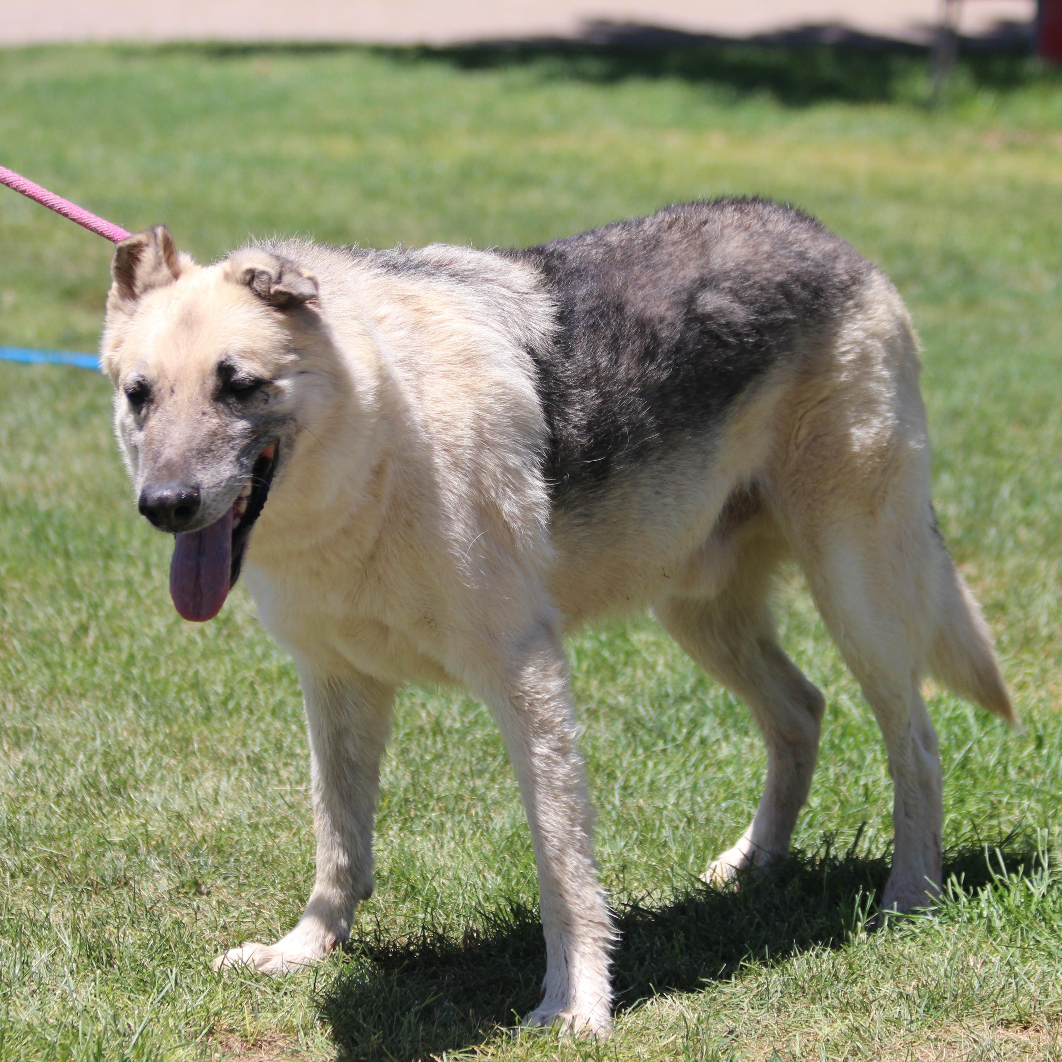 Enlarge PROSPECTOR, a Adoptable German Shepherd Dog in Pearce, AZ image 5/6