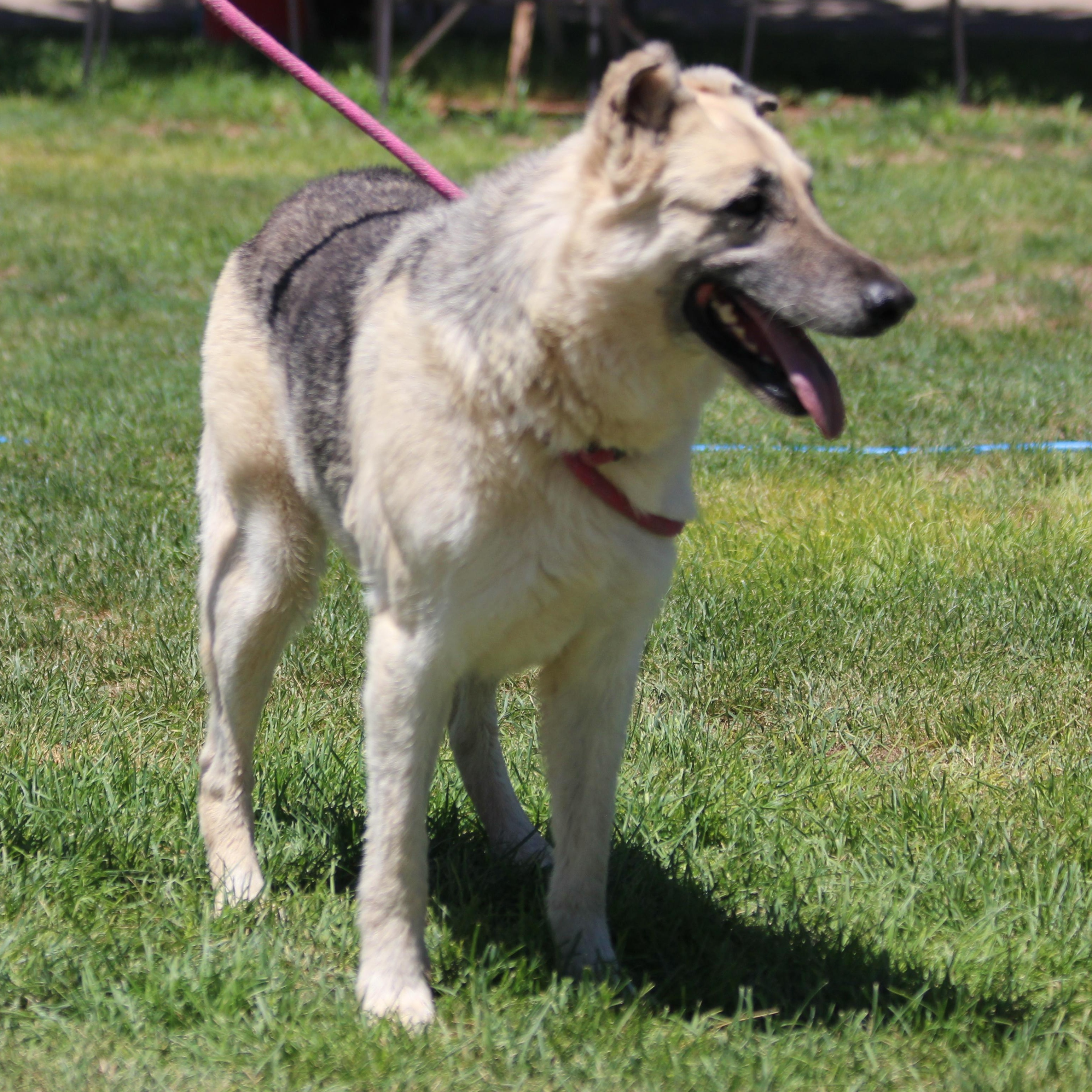 Enlarge PROSPECTOR, a Adoptable German Shepherd Dog in Pearce, AZ image 4/6