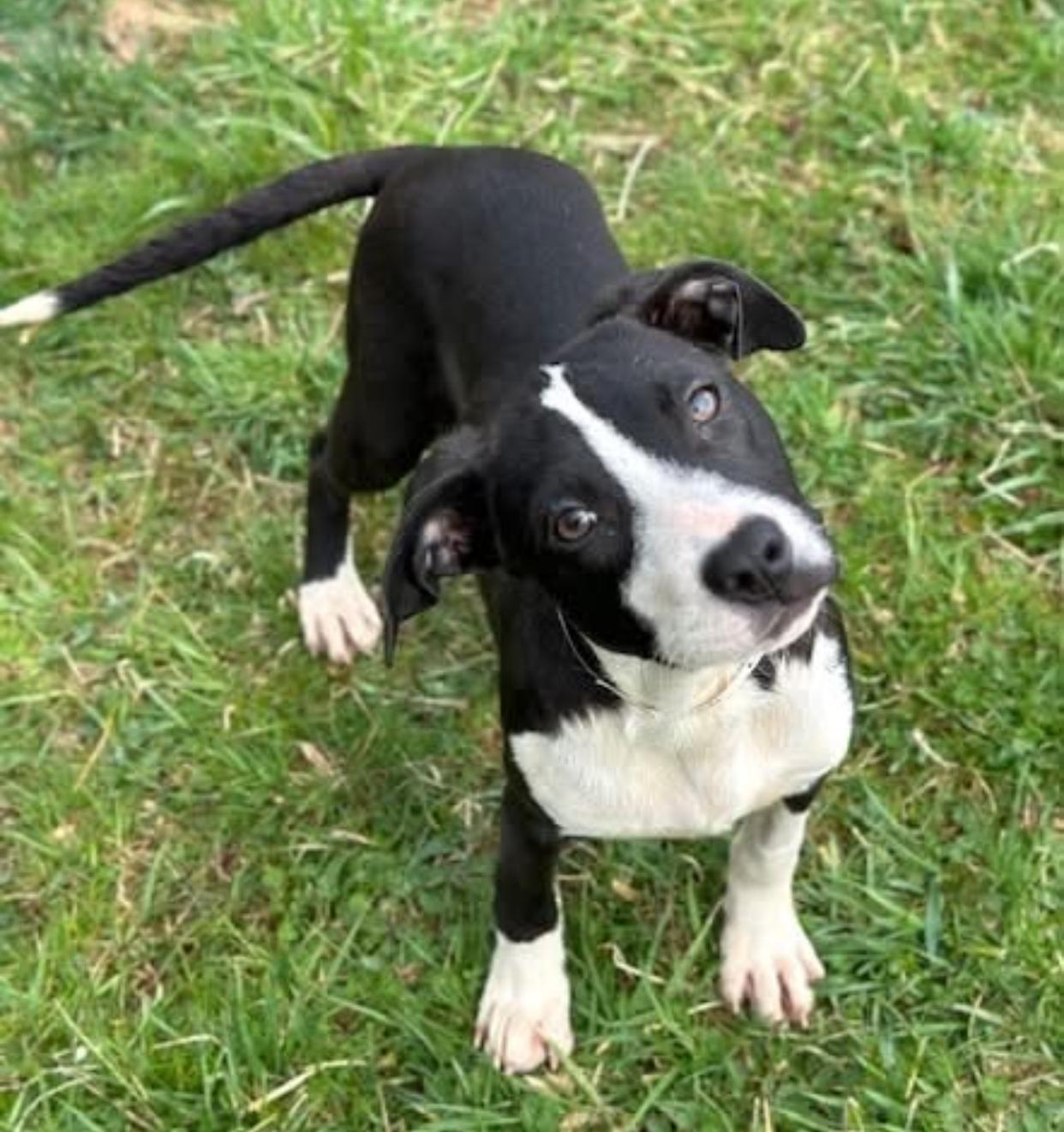 Enlarge Loch, a Adopted mixed breed in Horse Shoe, NC image 4/5