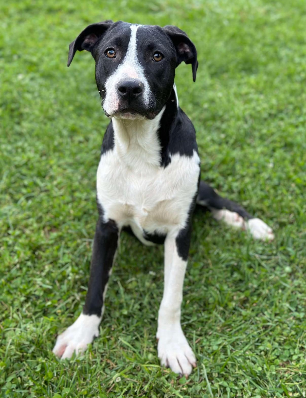 Enlarge Loch, a Adopted mixed breed in Horse Shoe, NC image 5/5