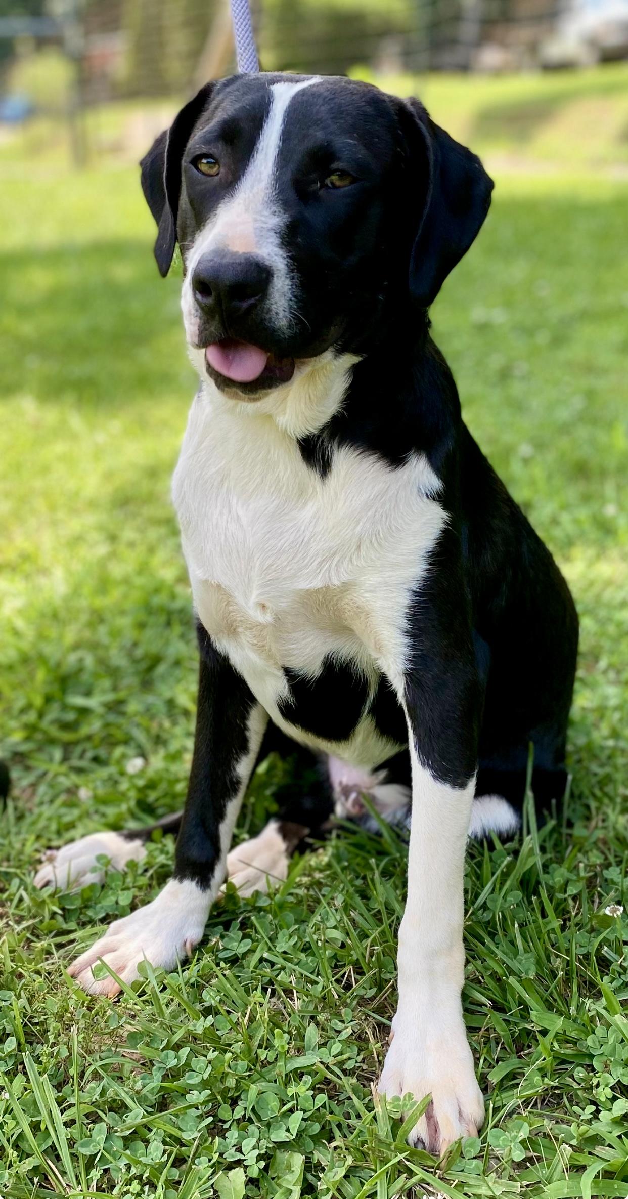 Enlarge Loch, a Adopted mixed breed in Horse Shoe, NC image 1/5