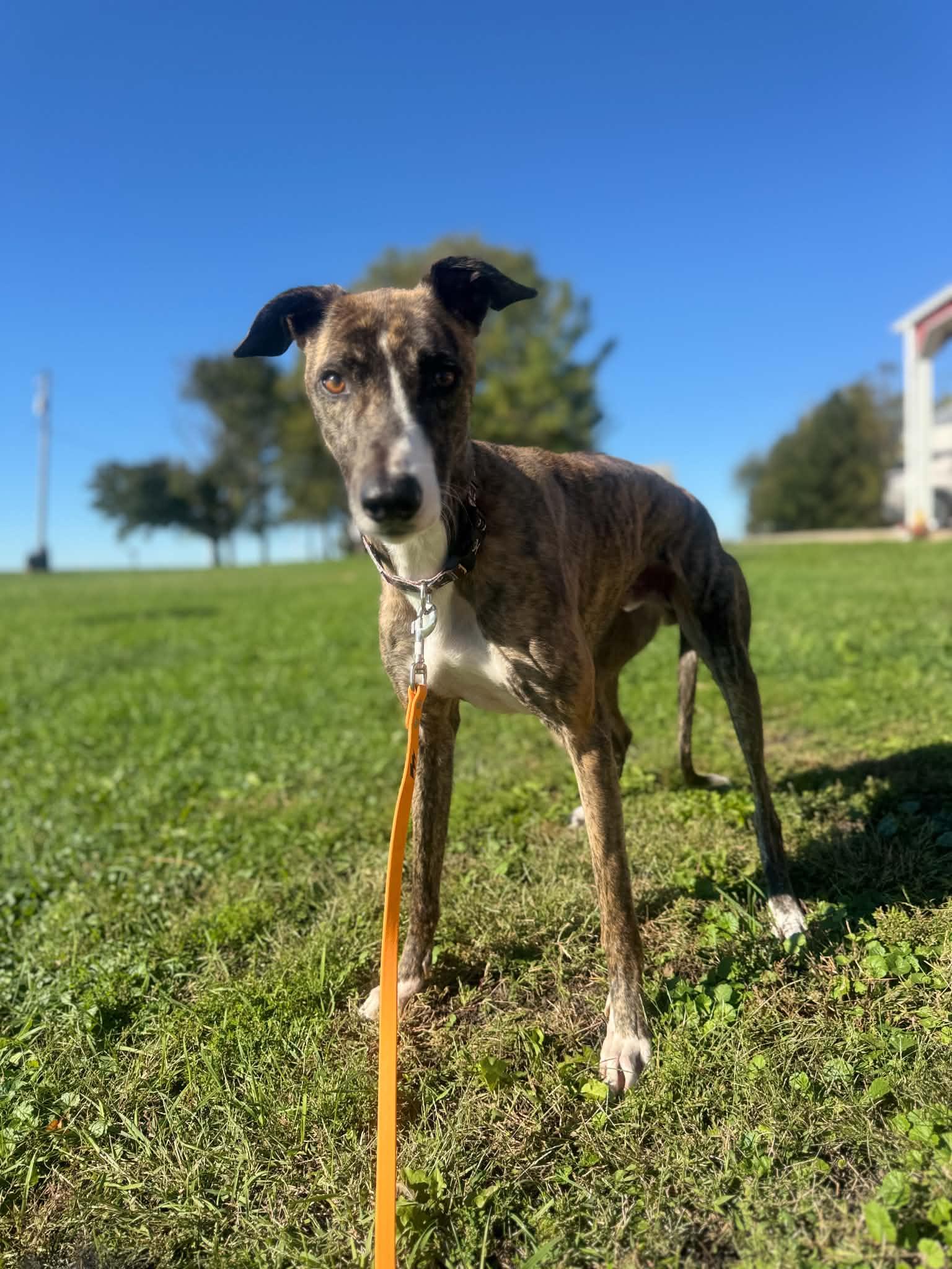 Enlarge Spur, a Adoptable mixed breed in Verona, IL image 2/3