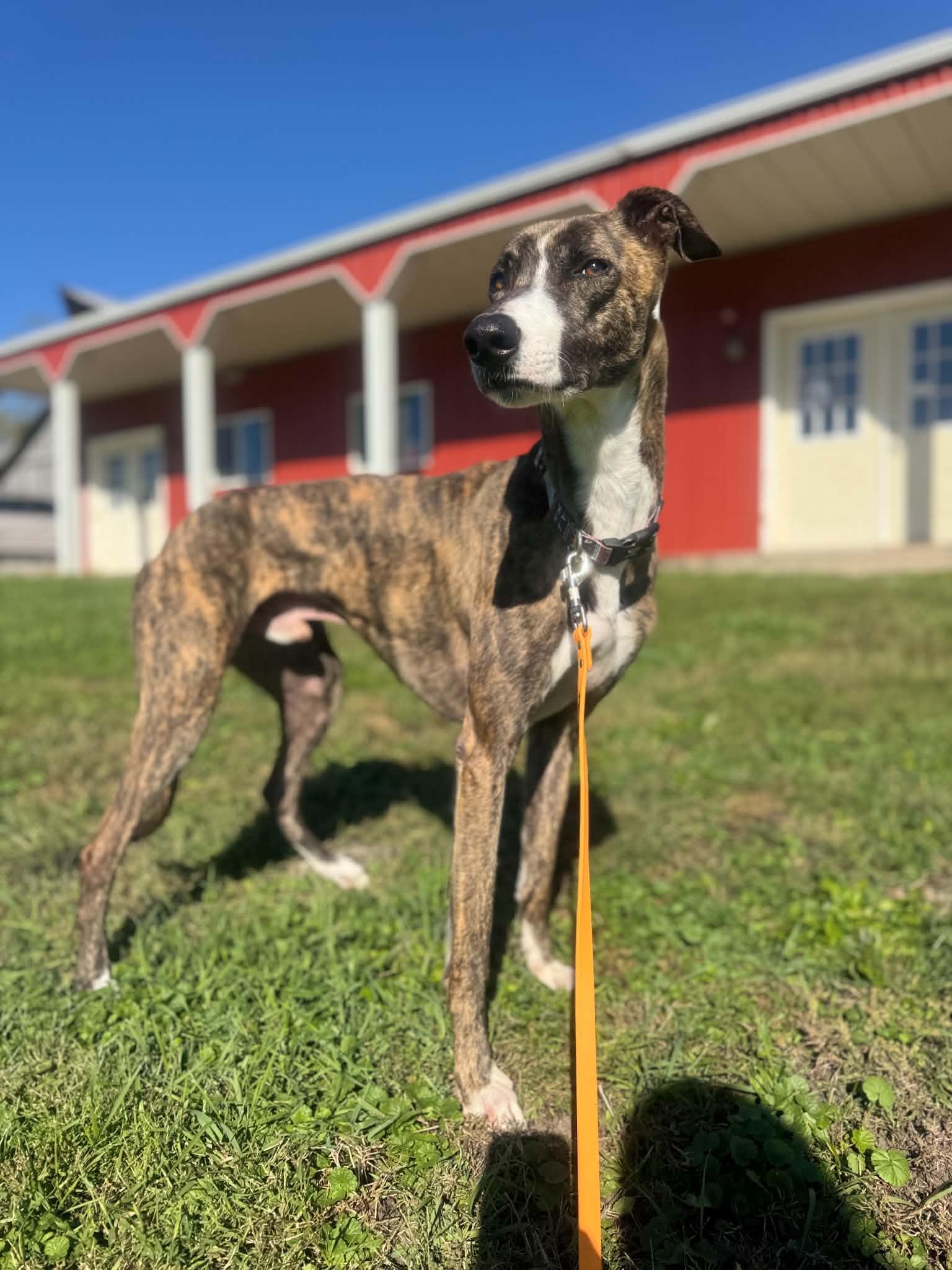 Spur, Adoptable, Adult Male Greyhound & Mixed Breed.