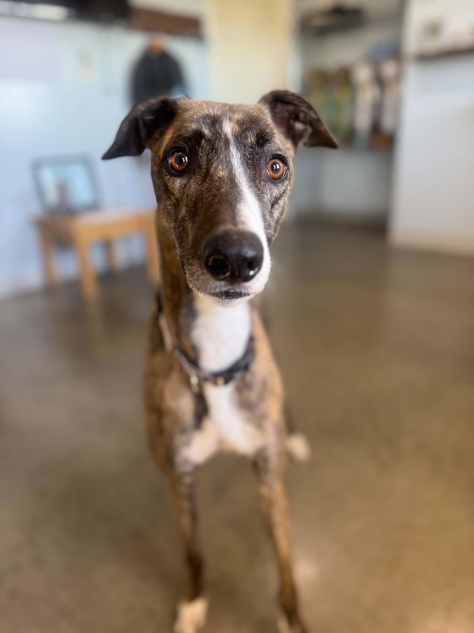 Enlarge Spur, a Adoptable mixed breed in Verona, IL image 3/3