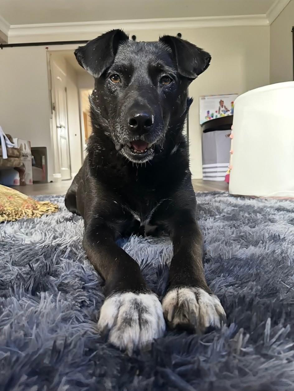 Loki, a Adoptable mixed breed in Lively, ON image 1/4