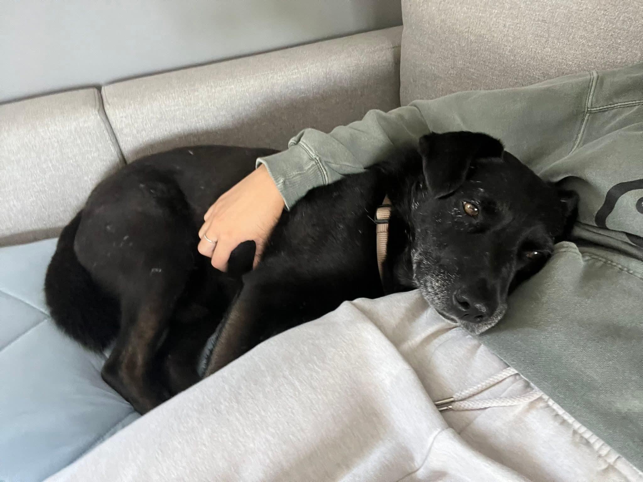 Loki, a Adoptable mixed breed in Lively, ON image 2/4