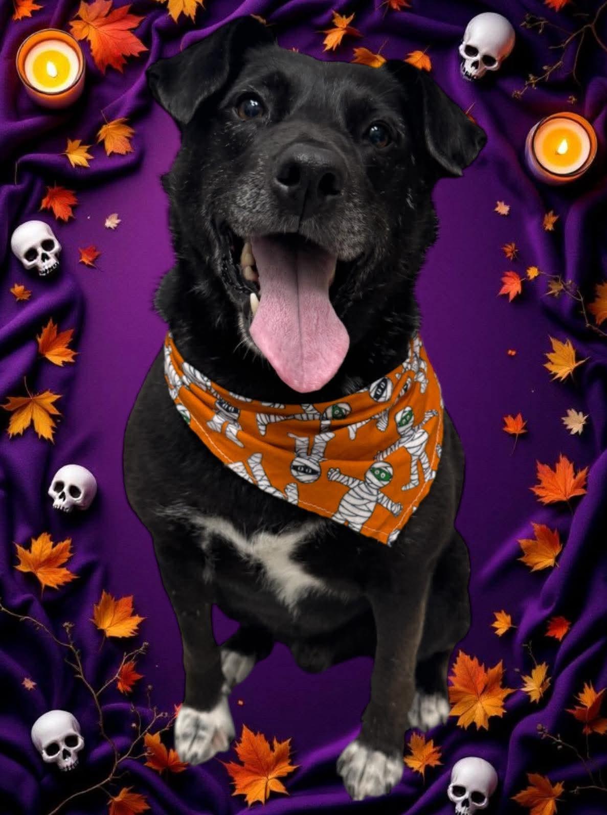 Loki, a Adoptable mixed breed in Lively, ON image 3/4