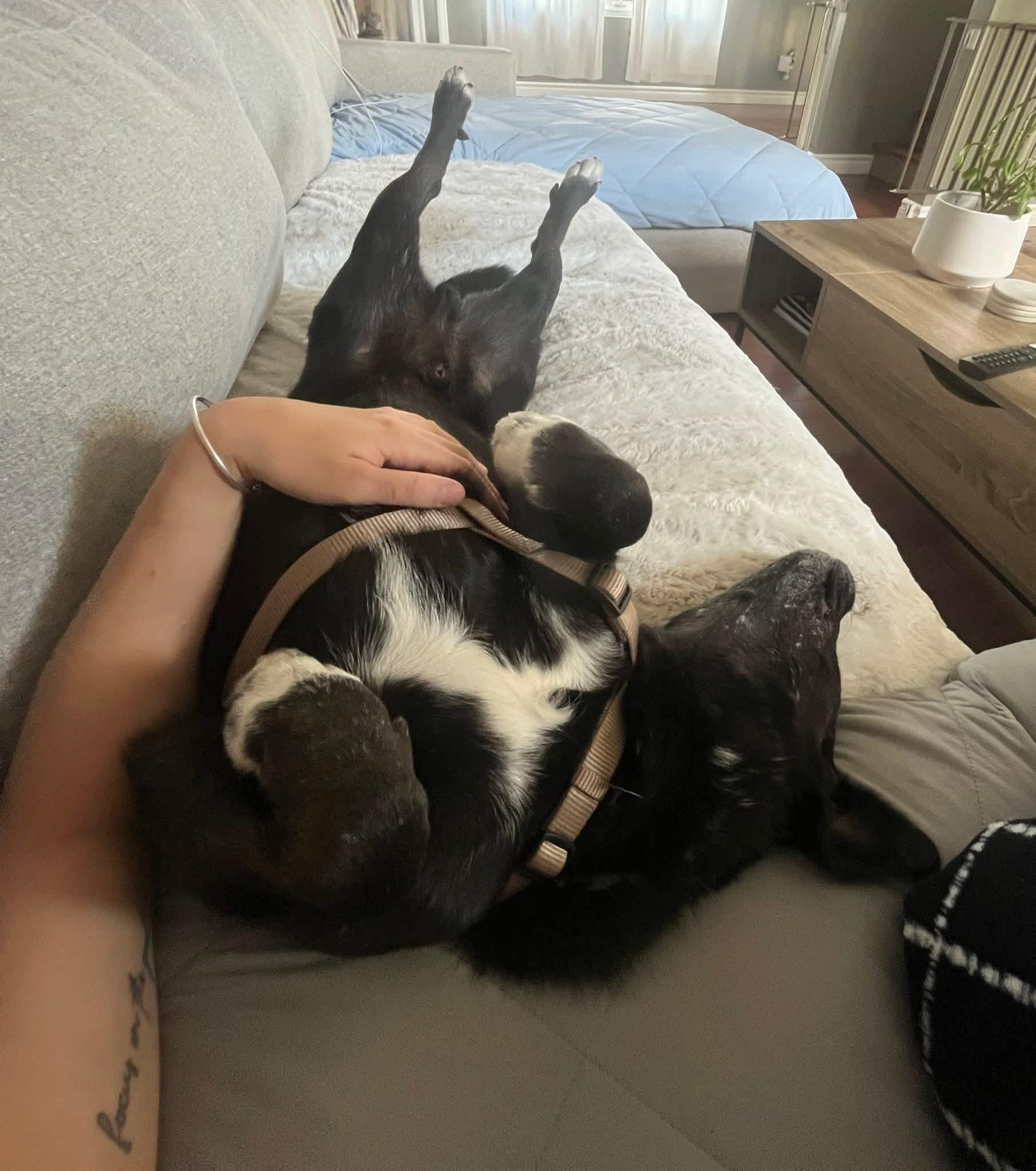 Loki, a Adoptable mixed breed in Lively, ON image 4/4