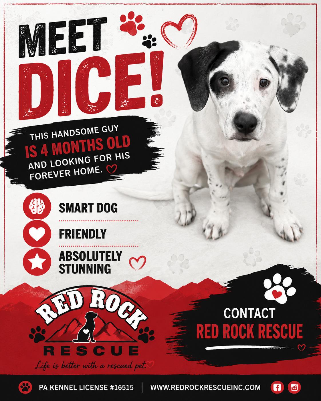 Dice/Duke, Adopted, Puppy Male Mixed Breed.