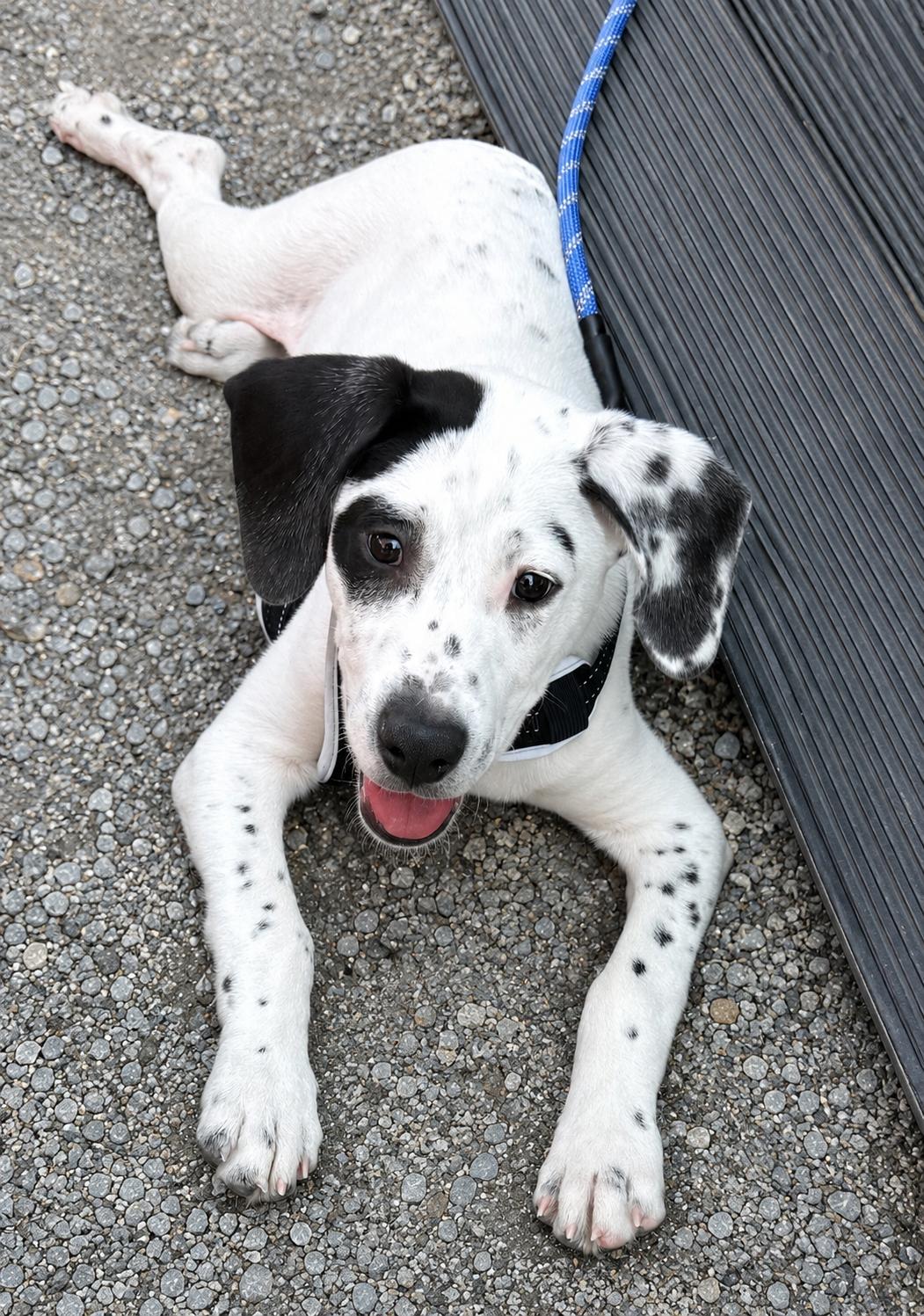 Dice/Duke, a Adopted Mixed Breed in Walnutport, PA image 2/3