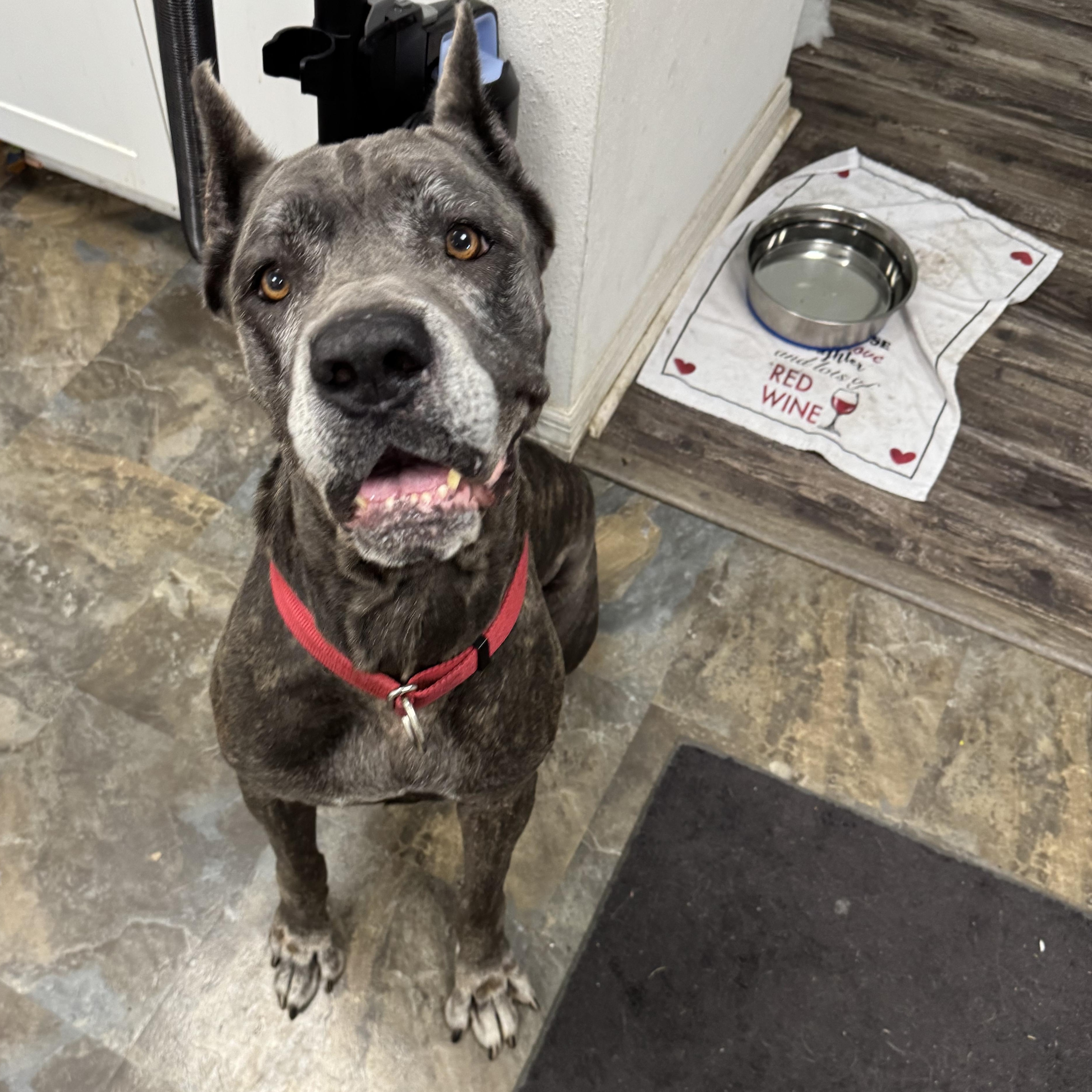 Enlarge Nova, a Adoptable mixed breed in Port Saint Lucie, FL image 3/4