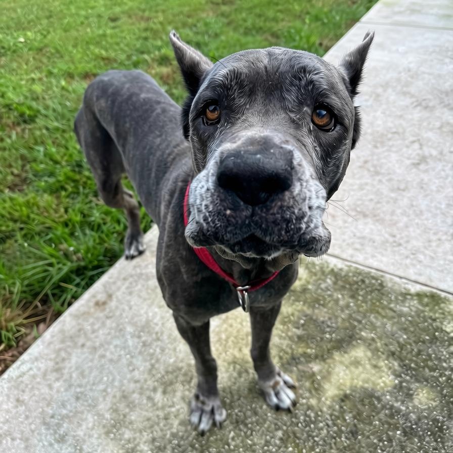 Enlarge Nova, a Adoptable mixed breed in Port Saint Lucie, FL image 4/4