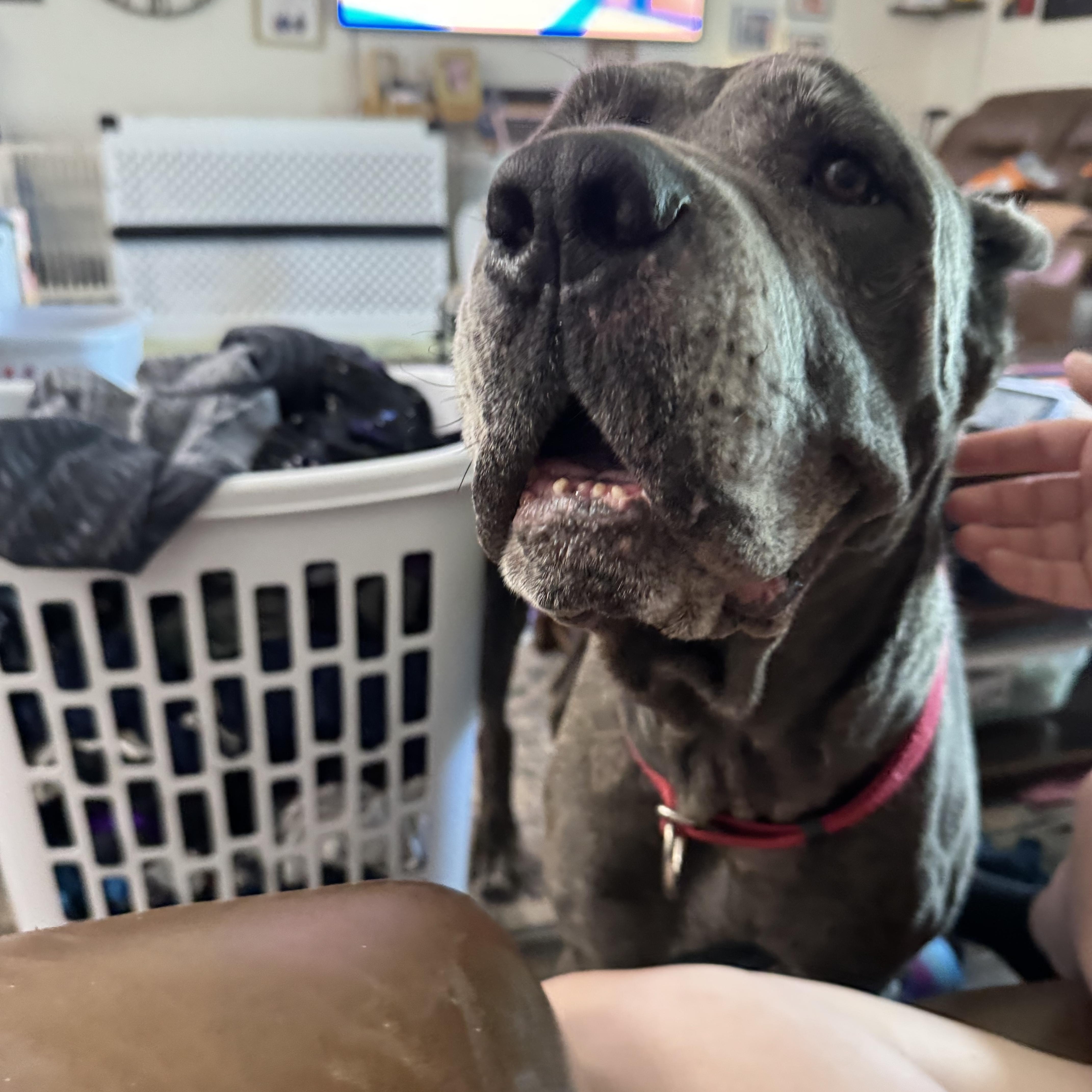 Enlarge Nova, a Adoptable mixed breed in Port Saint Lucie, FL image 2/4