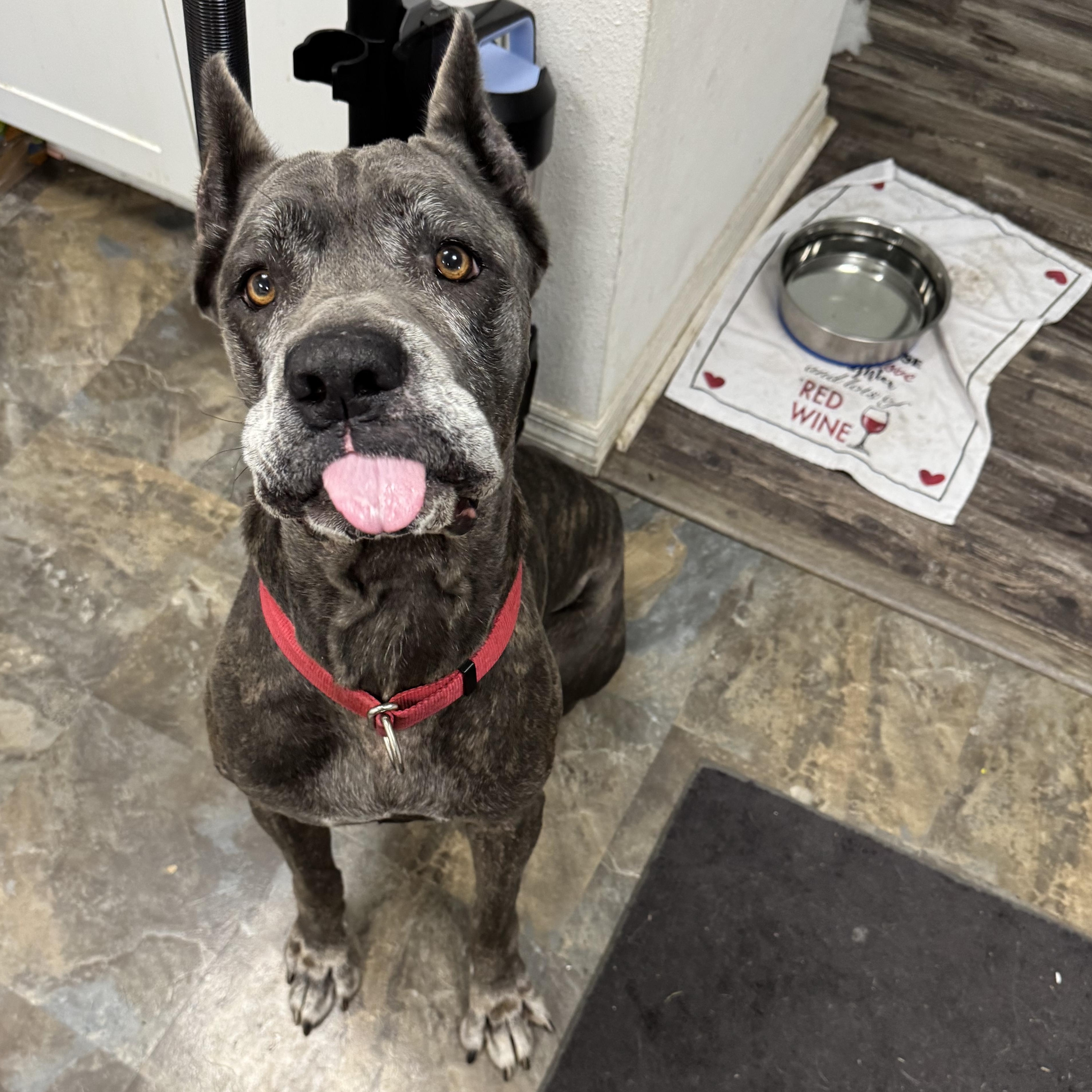 Nova, Adoptable, Adult Female Mastiff.