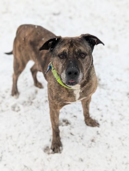 Enlarge Rex, a Adoptable mixed breed in Yakima, WA image 1/3