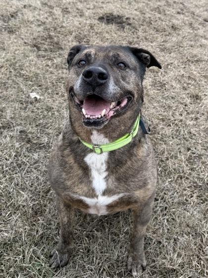Enlarge Rex, a Adoptable mixed breed in Yakima, WA image 3/3