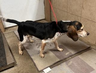 Enlarge Patch, a Adopted Beagle in Denison, IA image 2/3