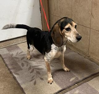 Patch, Adopted, Senior Male Beagle.