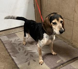 Enlarge Patch, a Adopted Beagle in Denison, IA image 3/3