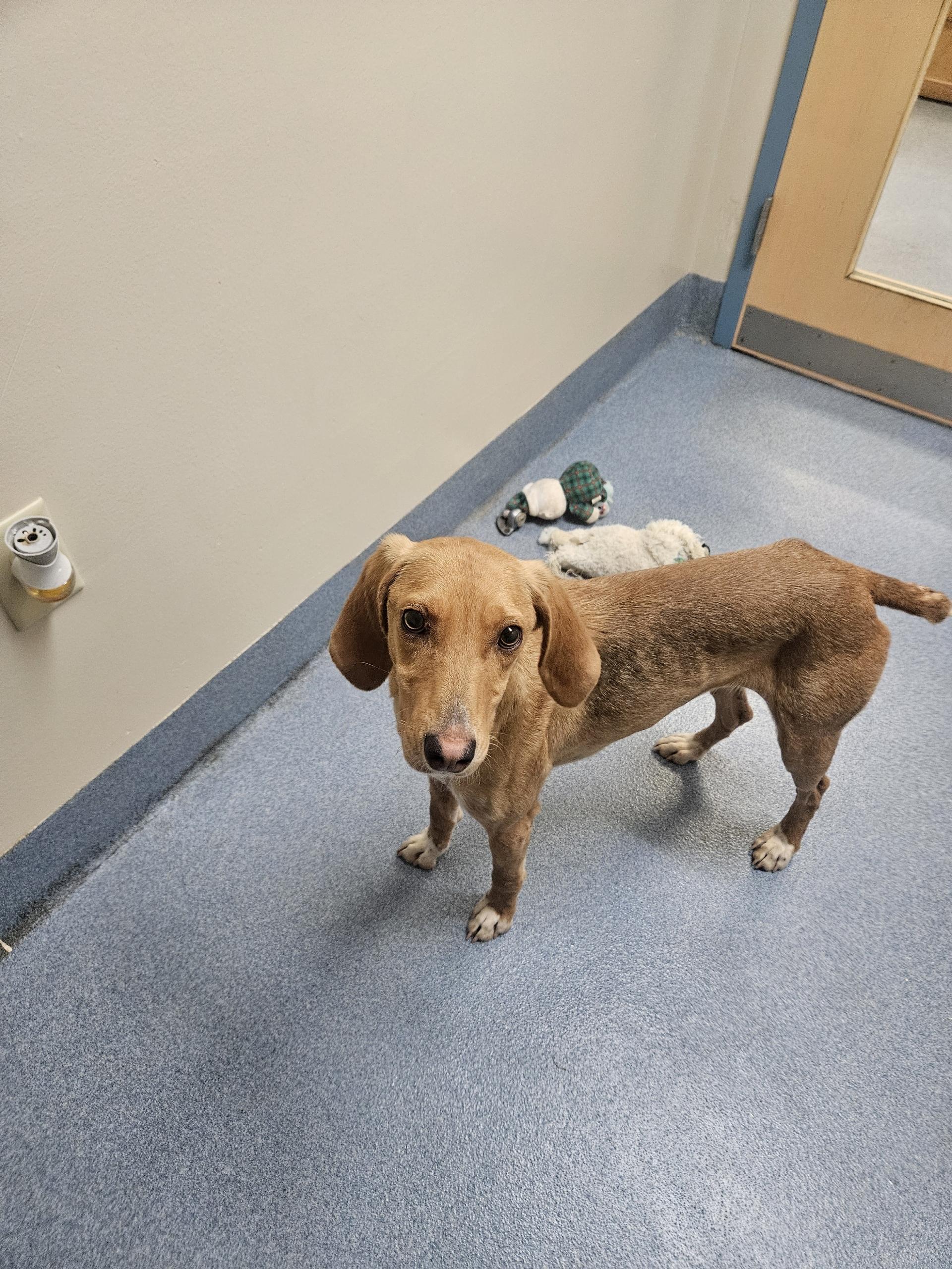 Qwerty, a ADOPTABLE mixed breed in Suffolk, VA image 2/3