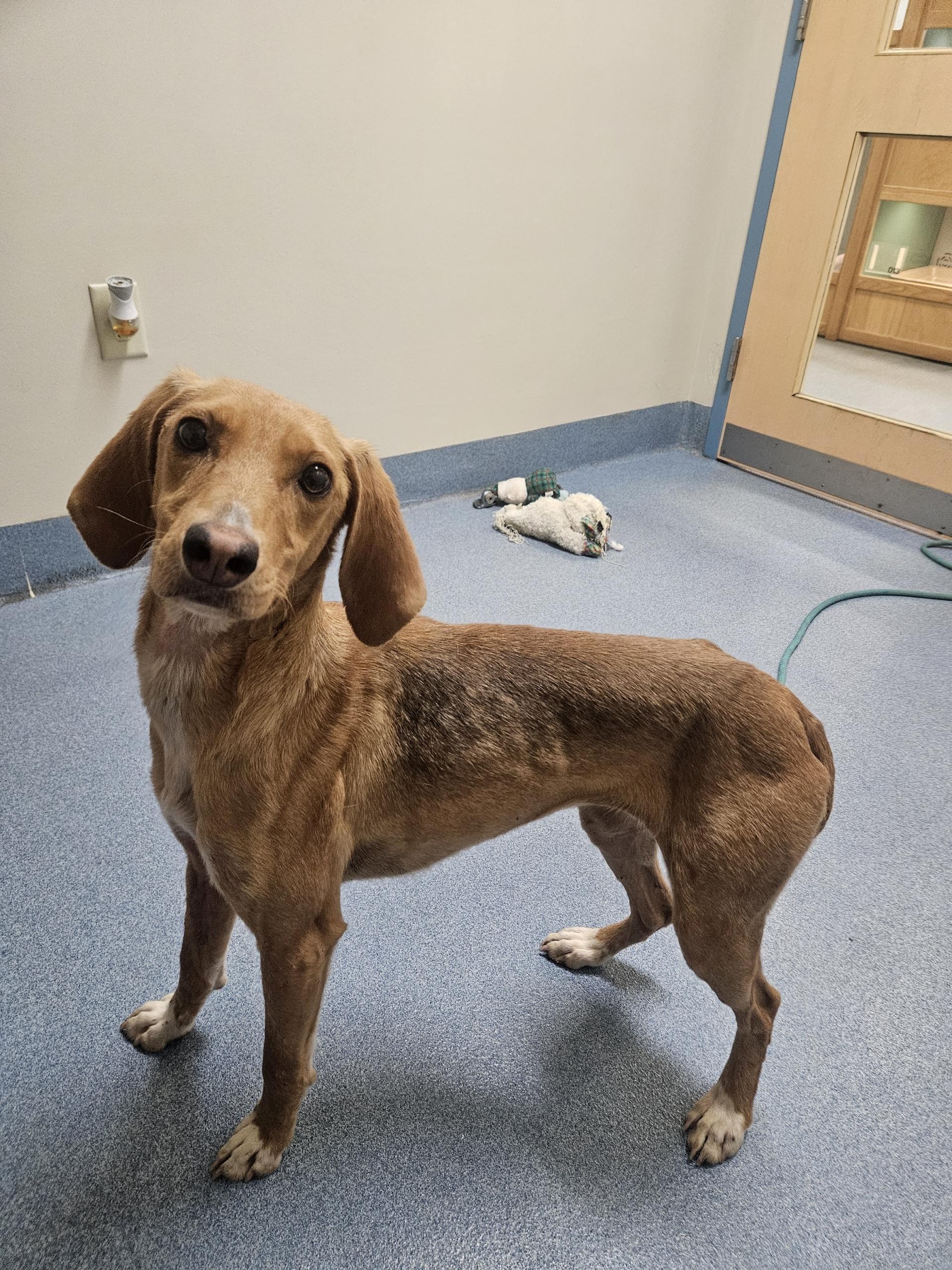 Qwerty, ADOPTABLE, Adult Female Hound.
