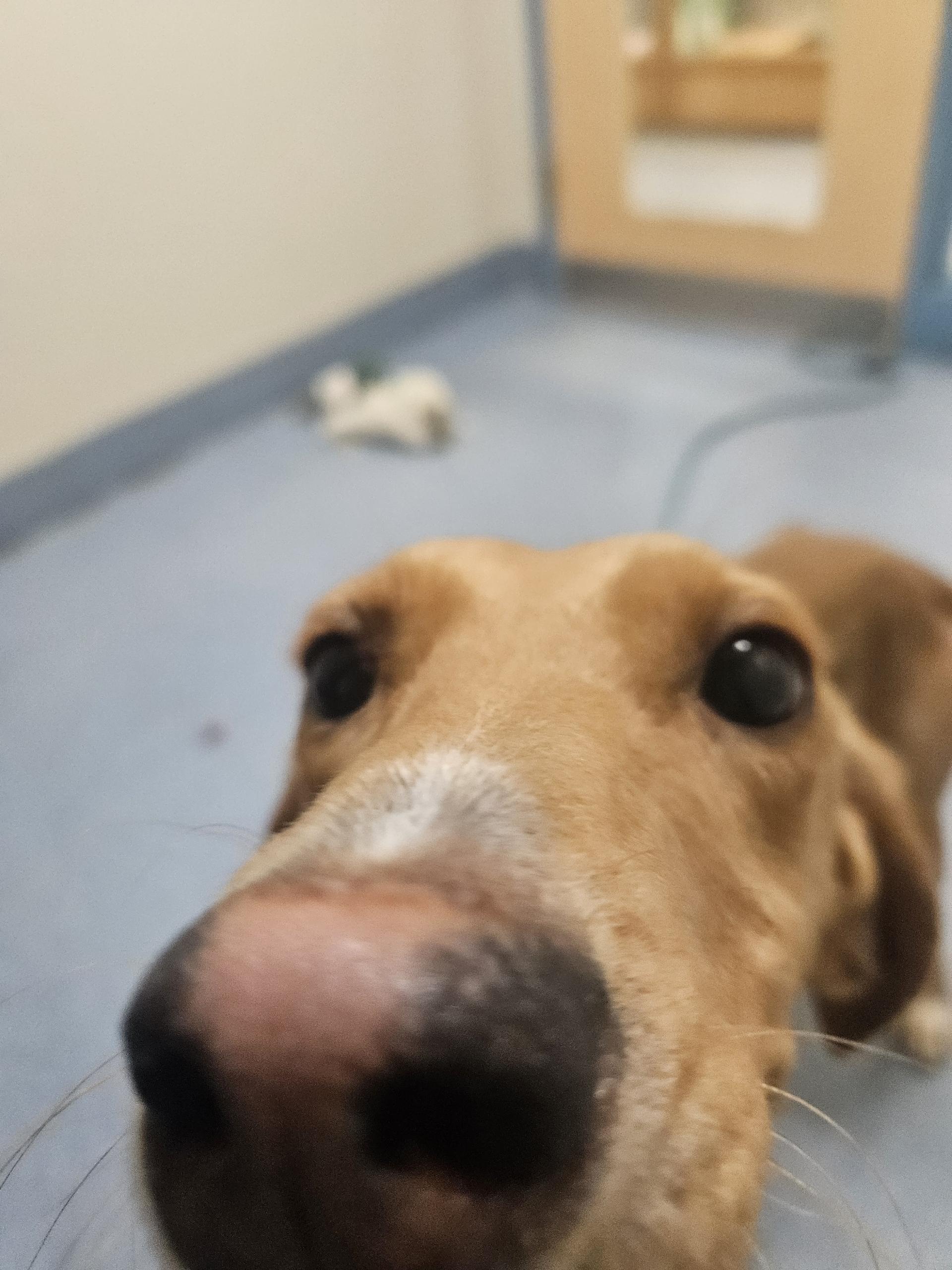 Qwerty, a ADOPTABLE mixed breed in Suffolk, VA image 3/3