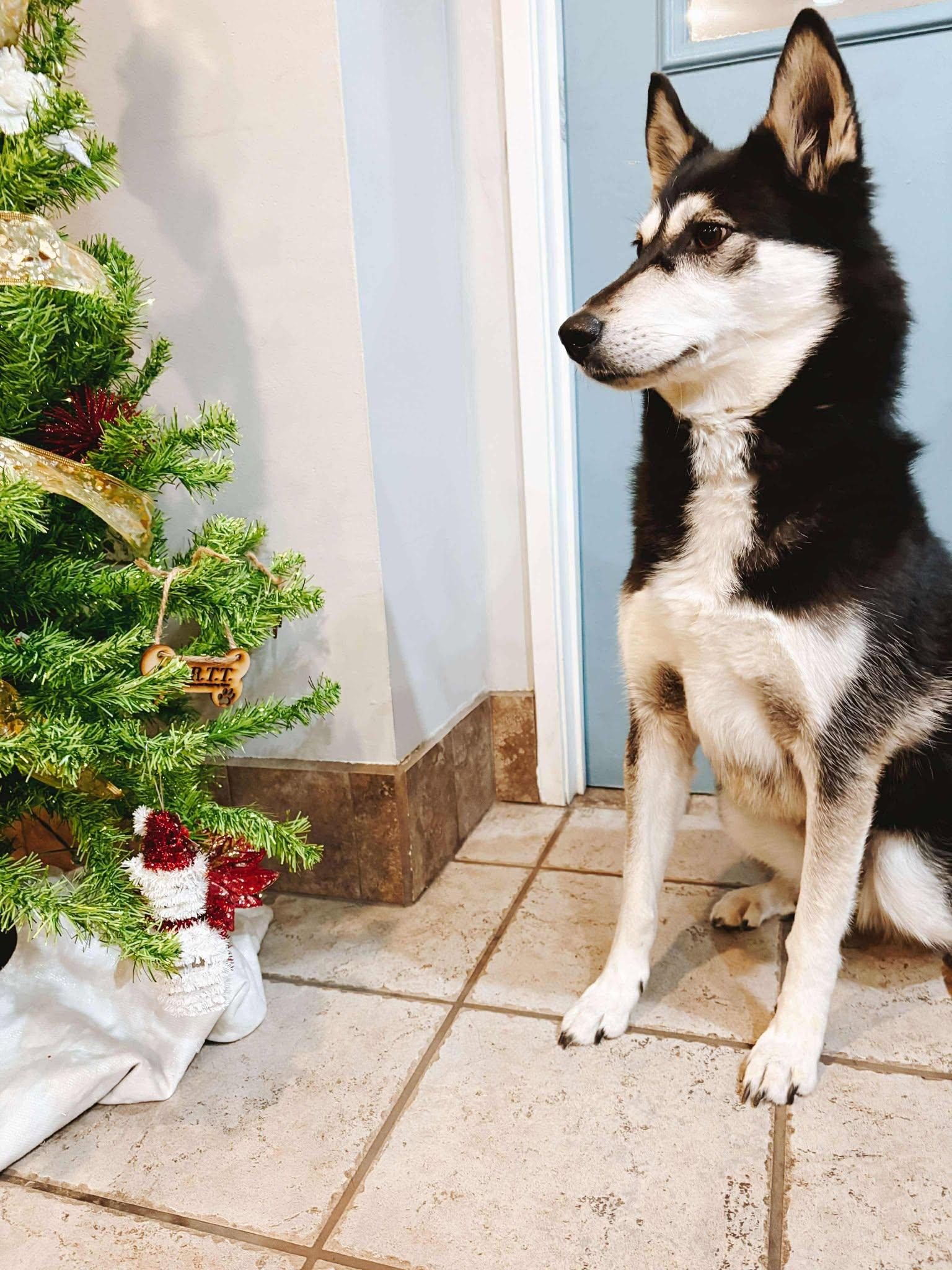 Shea, a Adoptable Siberian Husky in Phoenix, AZ image 3/6