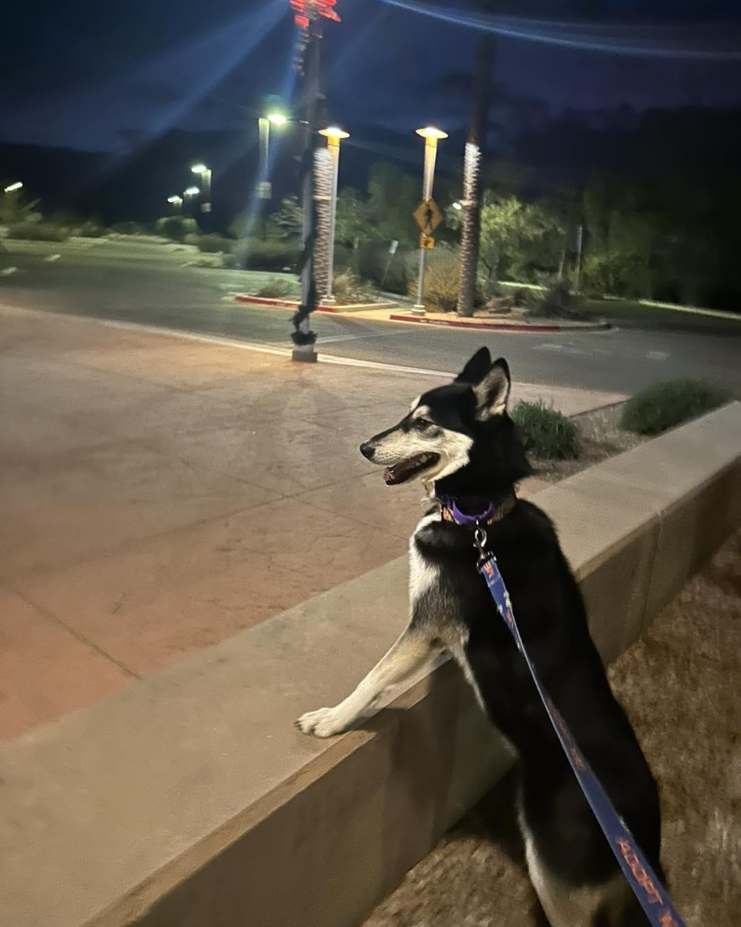 Shea, Adoptable, Adult Female Siberian Husky.