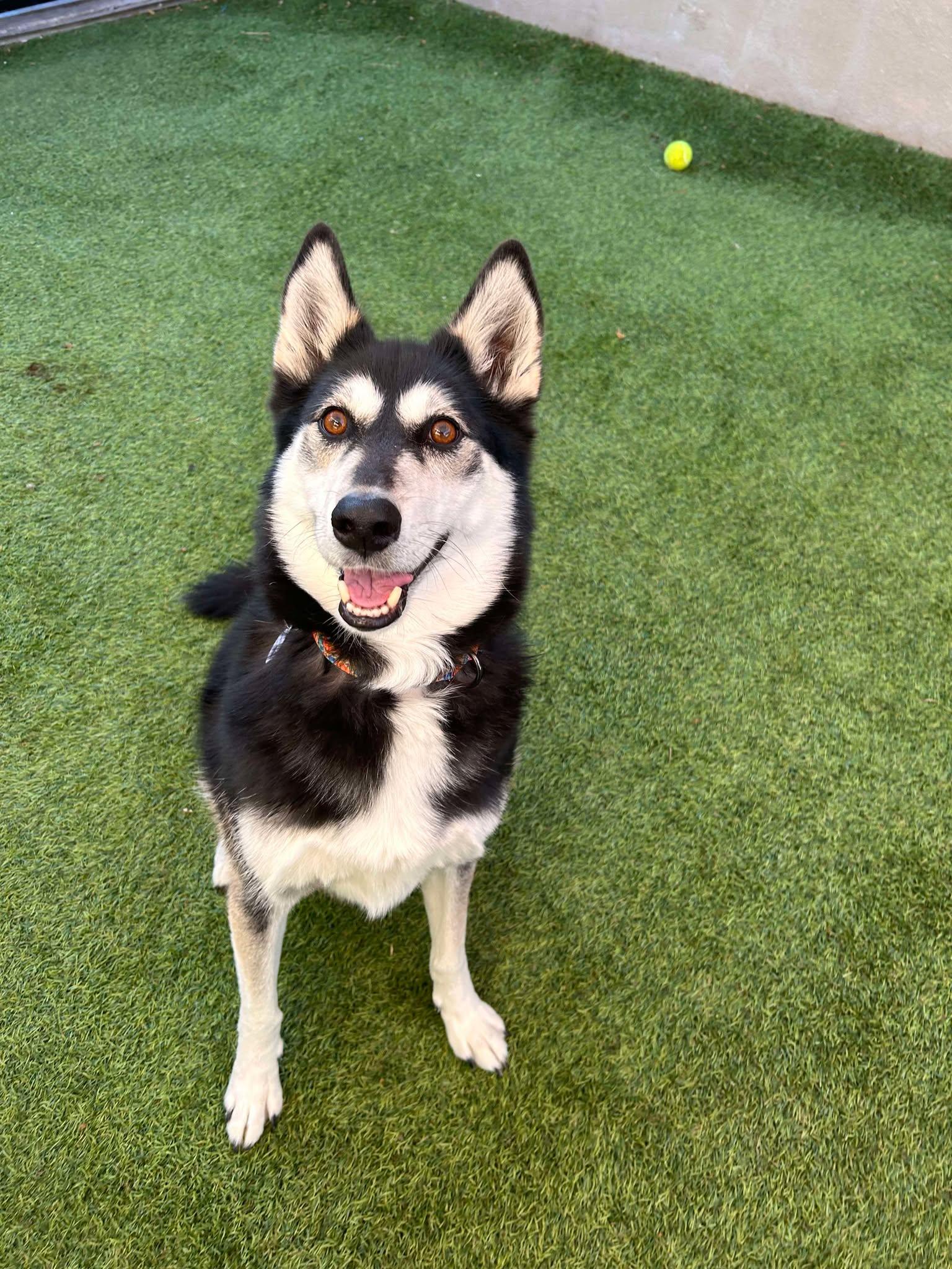 Shea, a Adoptable Siberian Husky in Phoenix, AZ image 2/6