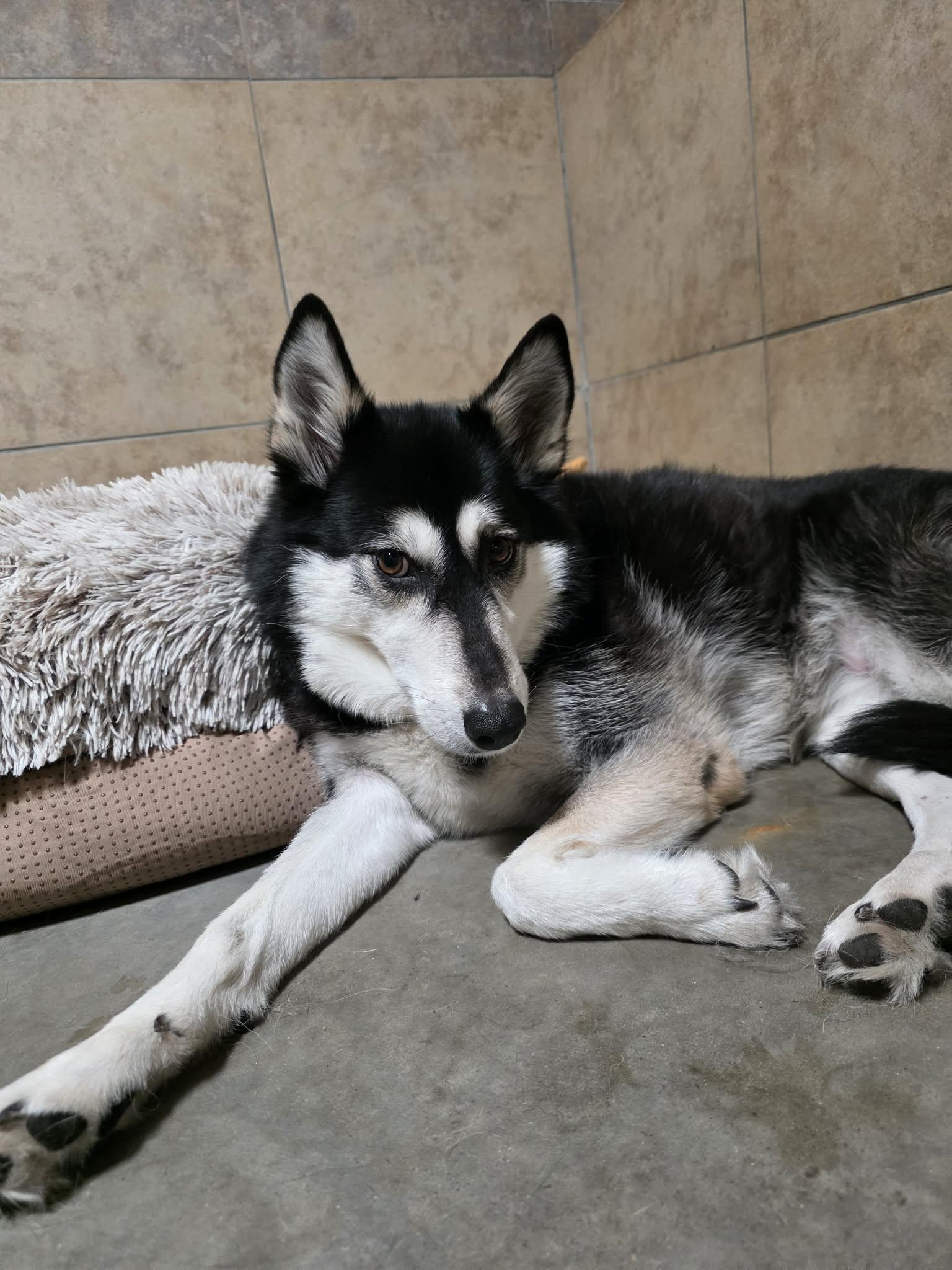 Shea, a Adoptable Siberian Husky in Phoenix, AZ image 2/6