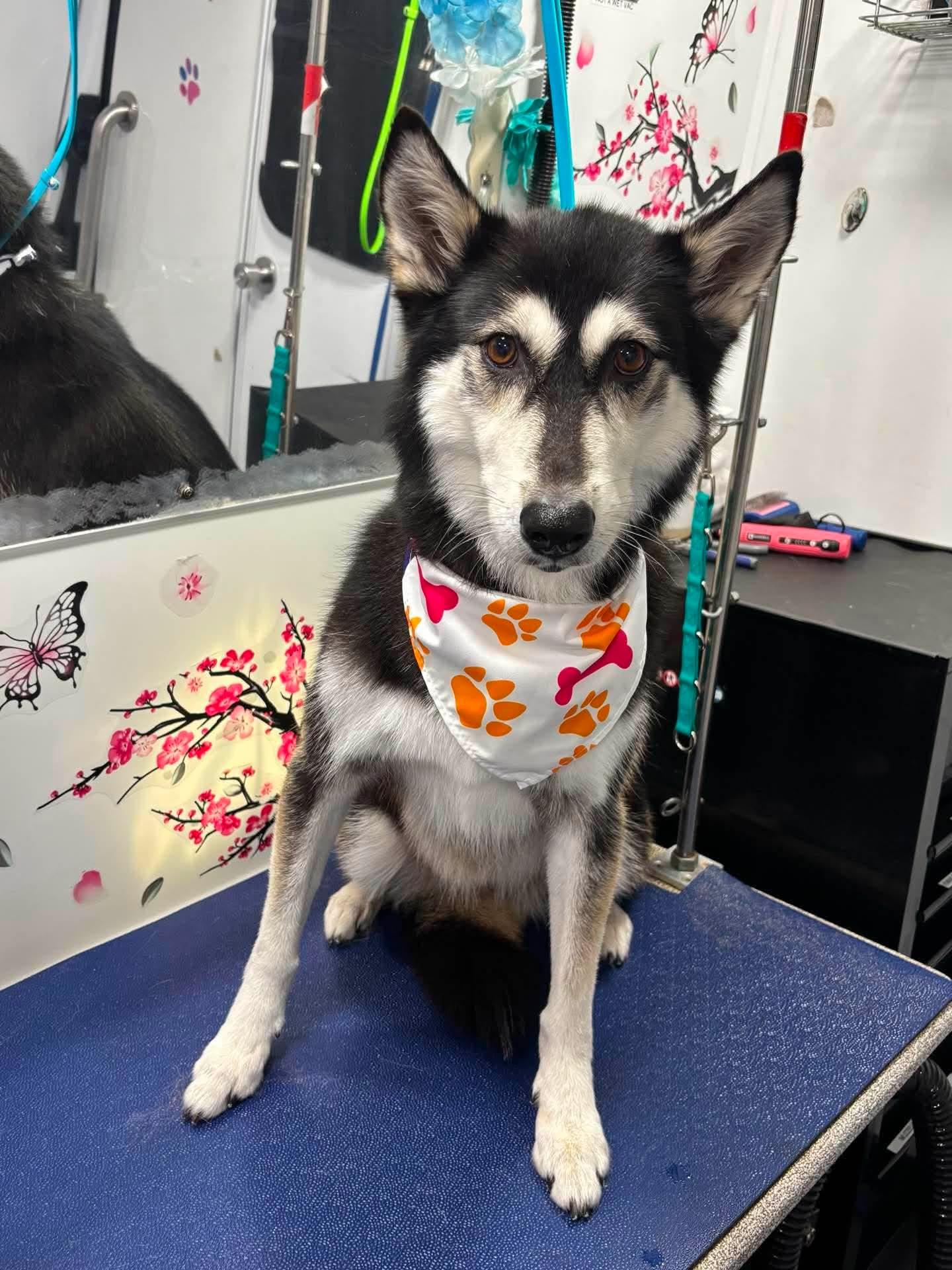 Shea, Adoptable, Adult Female Siberian Husky.