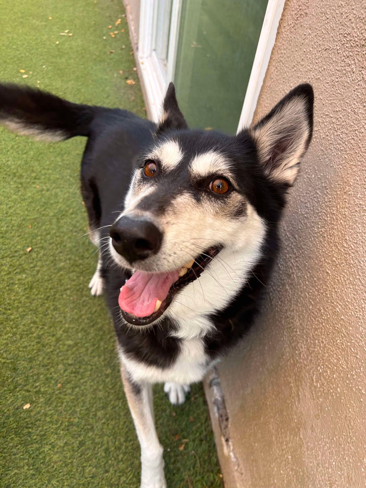 Shea, a Adoptable Siberian Husky in Phoenix, AZ image 5/6