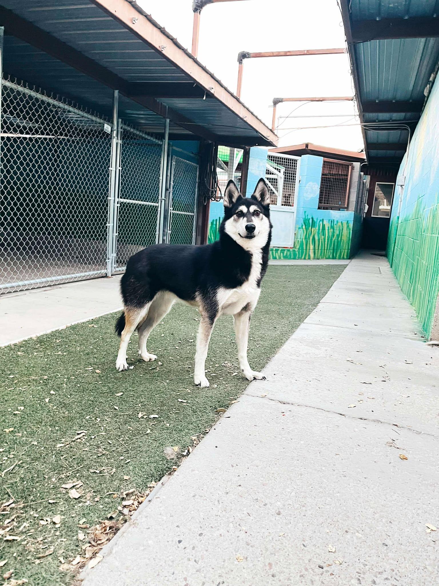 Shea, a Adoptable Siberian Husky in Phoenix, AZ image 4/6