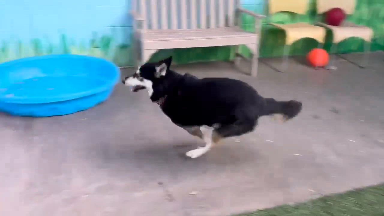 Enlarge Shea, a Adoptable Siberian Husky in Phoenix, AZ video 4/6