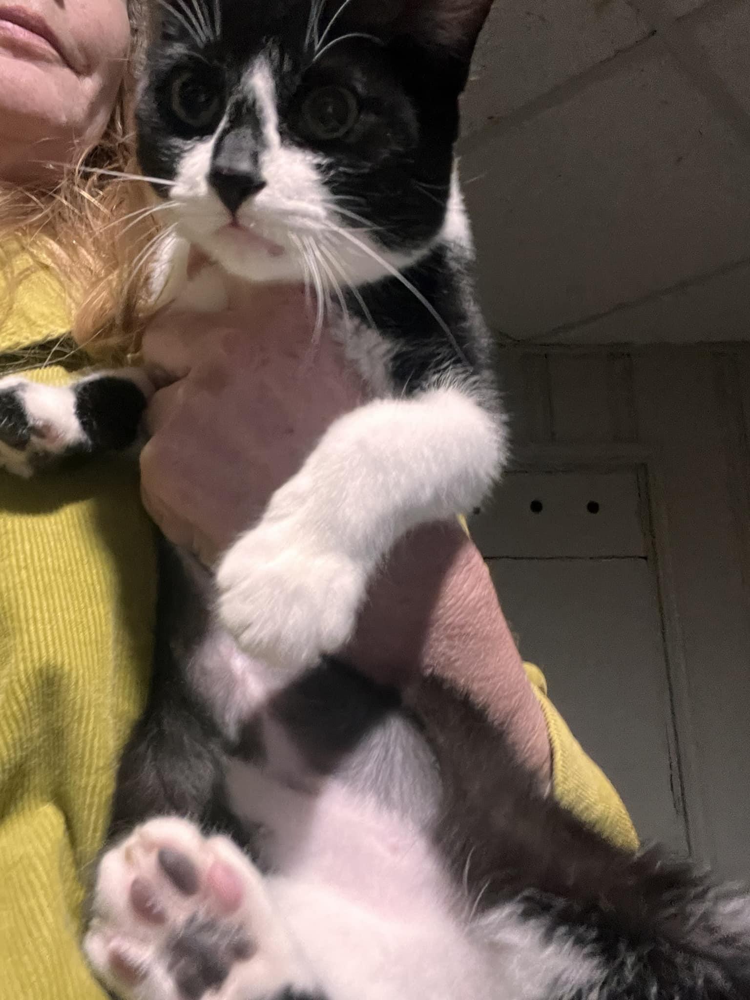 Aaliyah, Adoptable, Young Female Domestic Short Hair.