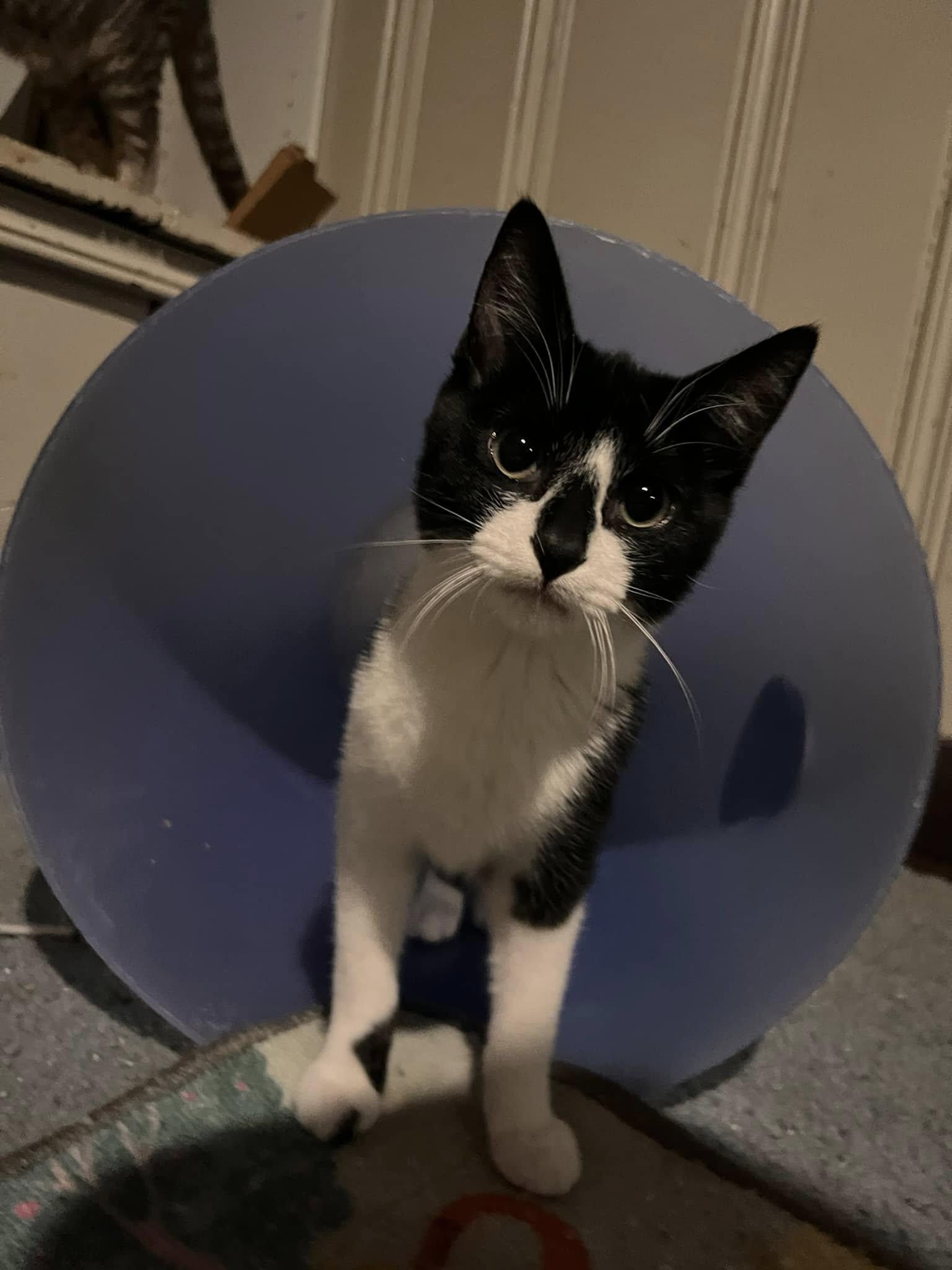 Enlarge Aaliyah, a Adoptable Domestic Short Hair in Cleveland, OH image 2/3