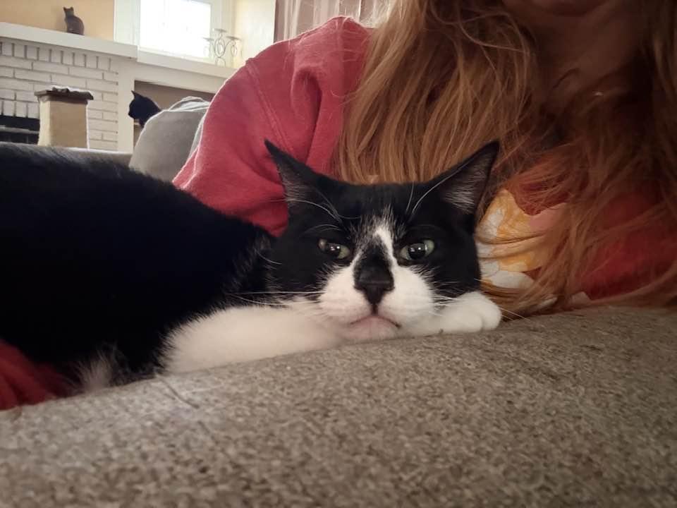 Aaliyah, Adoptable, Young Female Domestic Short Hair.