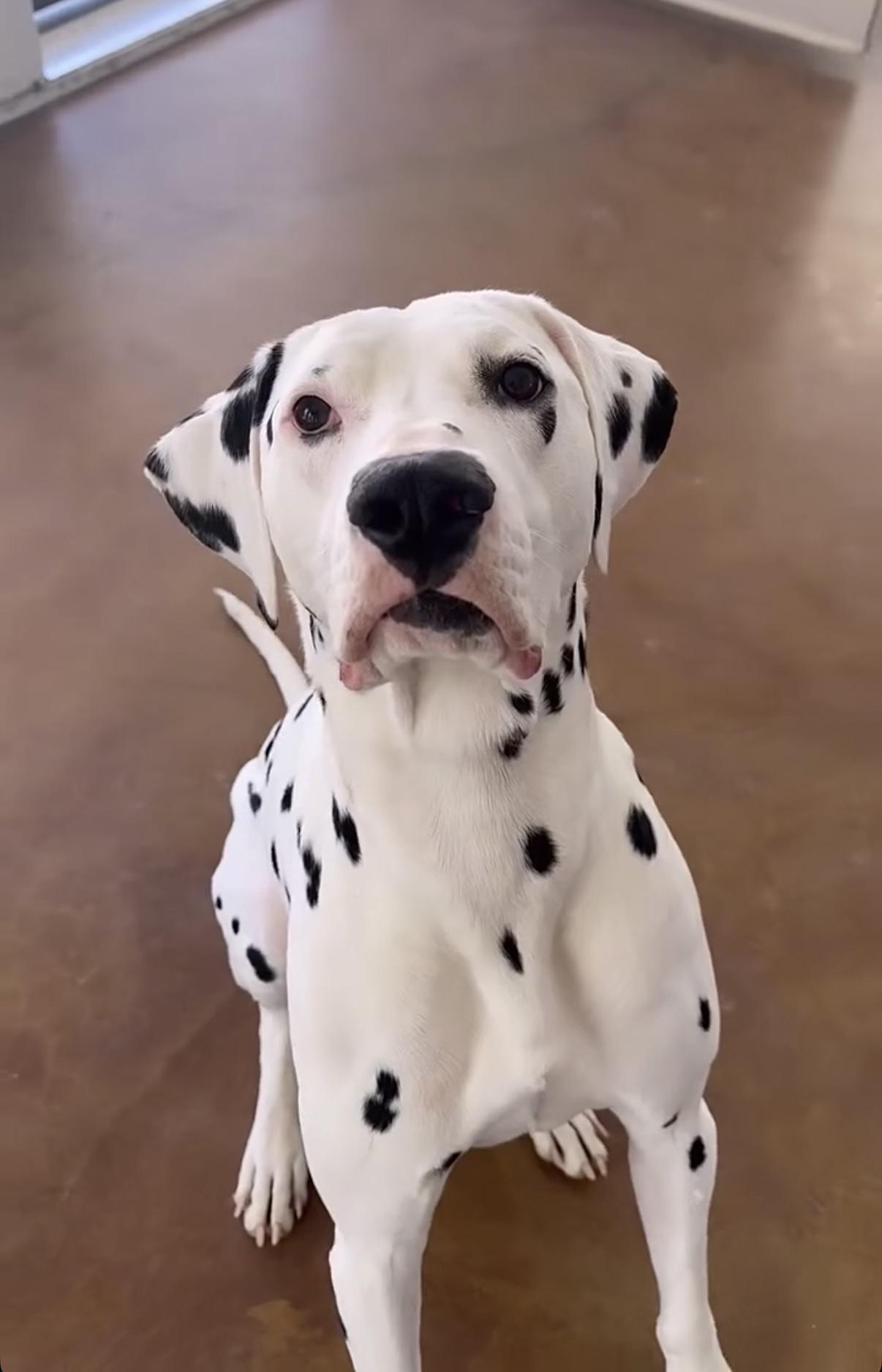 Enlarge Leroy-Joshua Tree, CA, a ADOPTABLE Dalmatian in San Diego, CA image 2/5