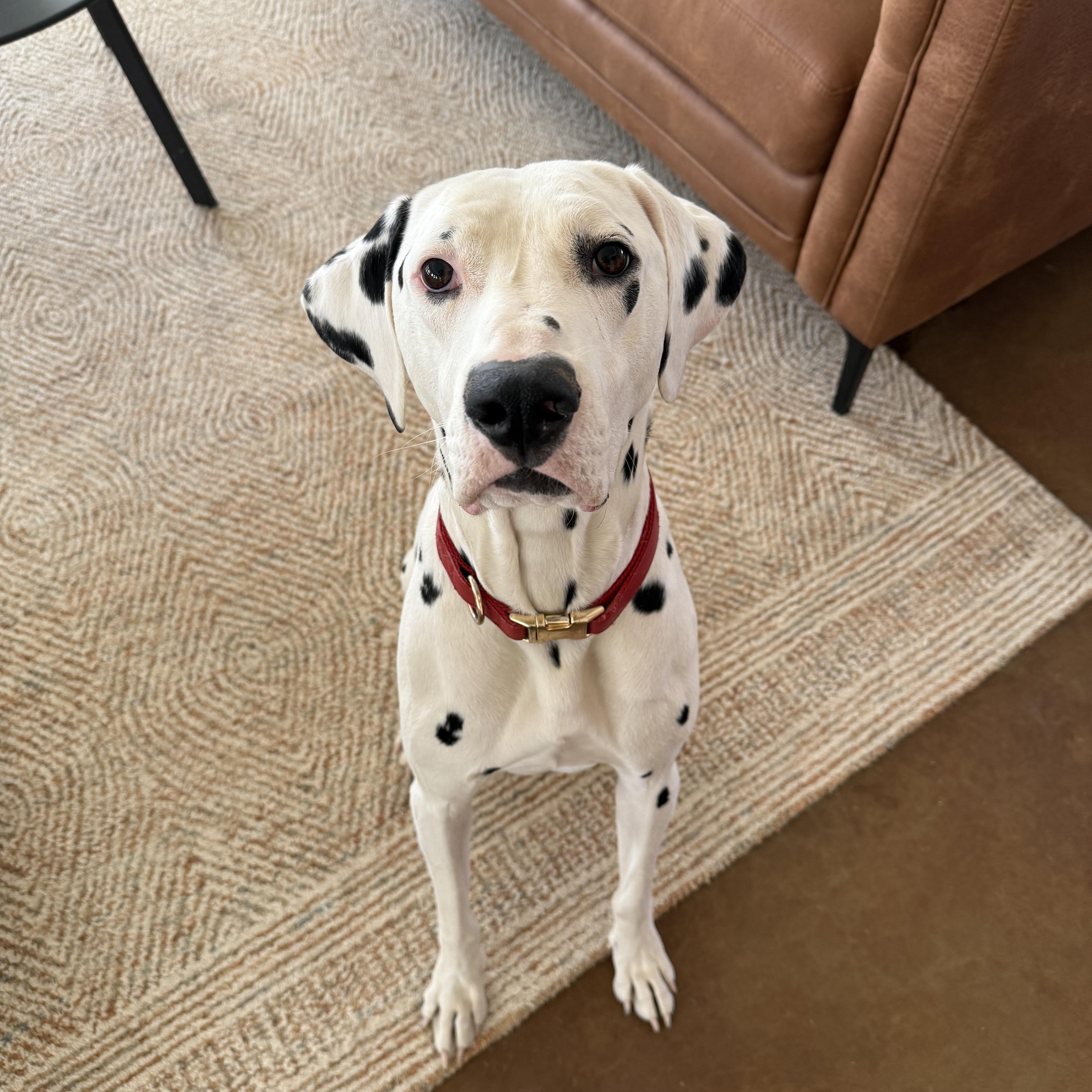 Enlarge Leroy-Joshua Tree, CA, a ADOPTABLE Dalmatian in San Diego, CA image 5/5