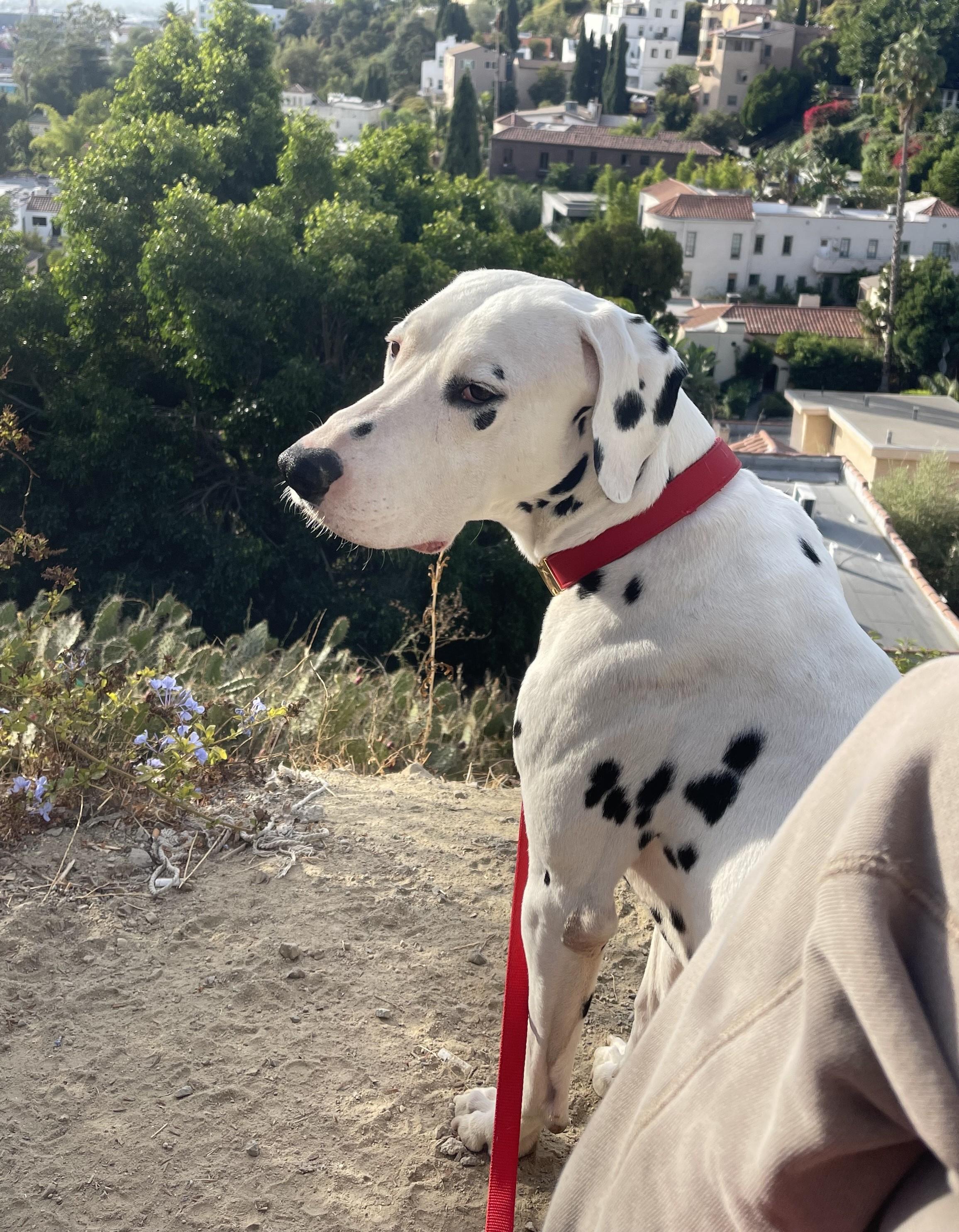 Enlarge Leroy-Joshua Tree, CA, a ADOPTABLE Dalmatian in San Diego, CA image 4/5