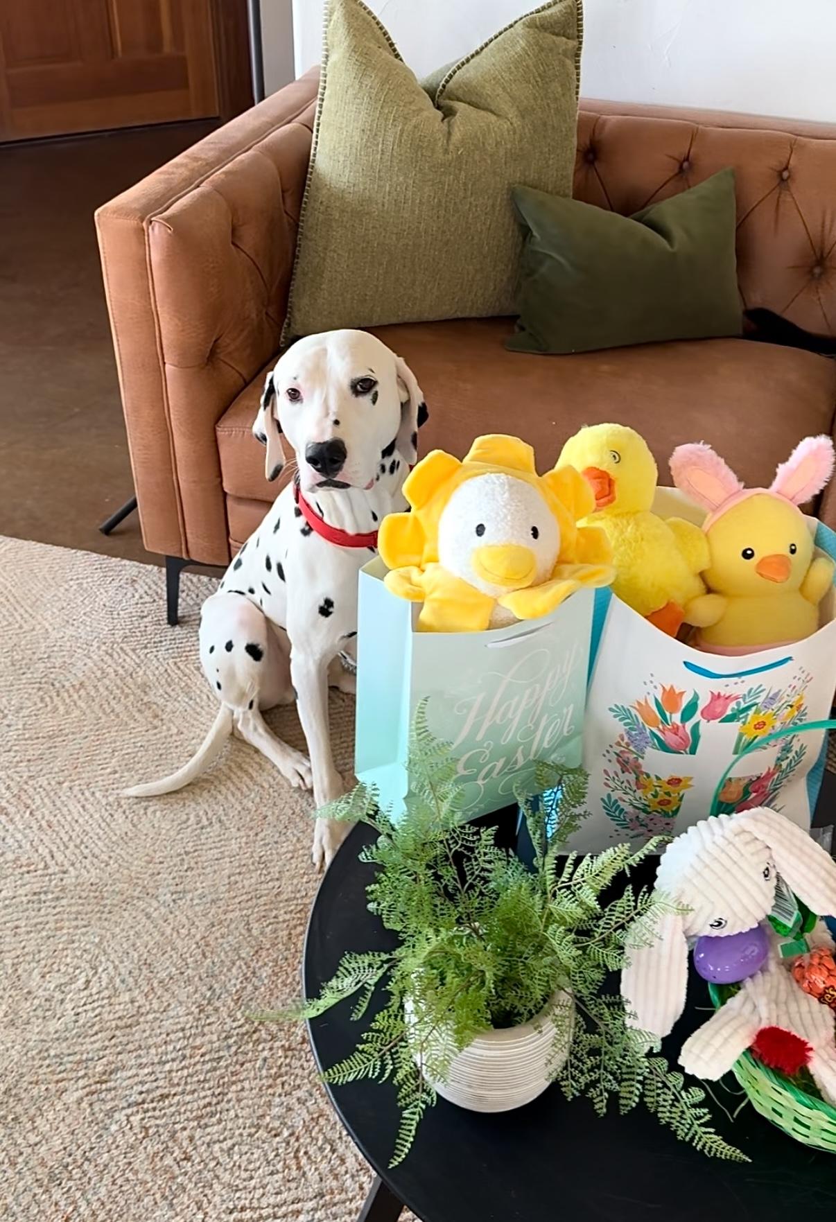 Enlarge Leroy-Joshua Tree, CA, a ADOPTABLE Dalmatian in San Diego, CA image 3/5
