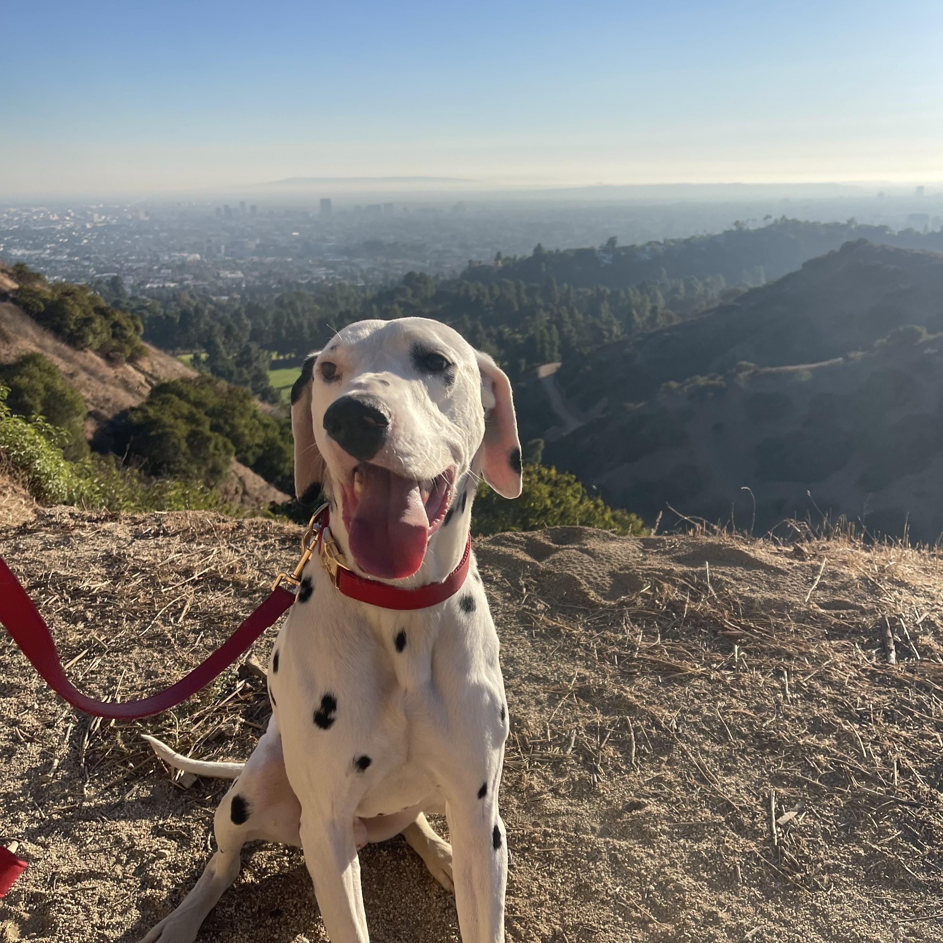 Leroy-Joshua Tree, CA, ADOPTABLE, Adult Male Dalmatian.